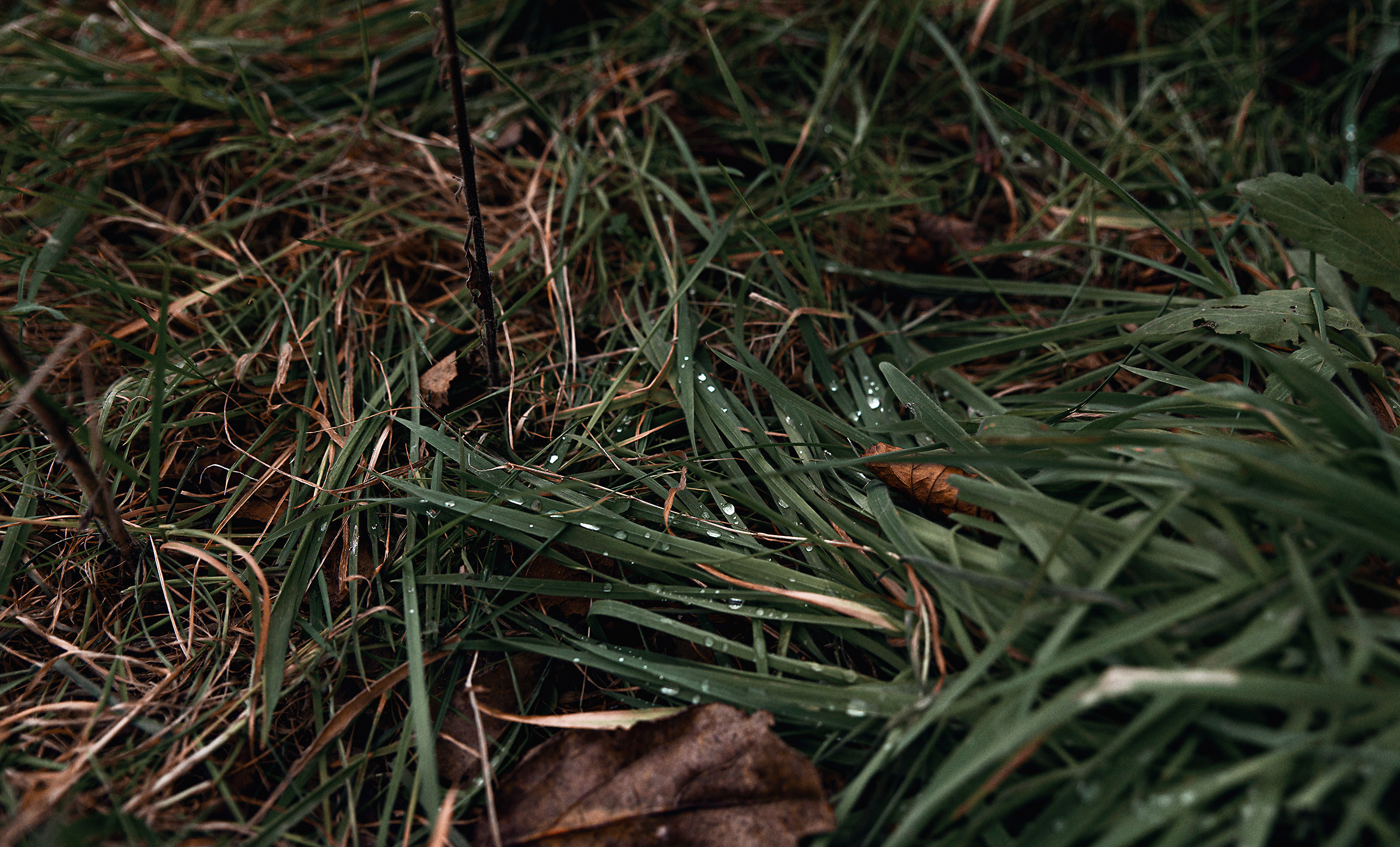 Атмосферные фотографии природы. Фотограф Москва Андриевский Максим, обучение фотографии