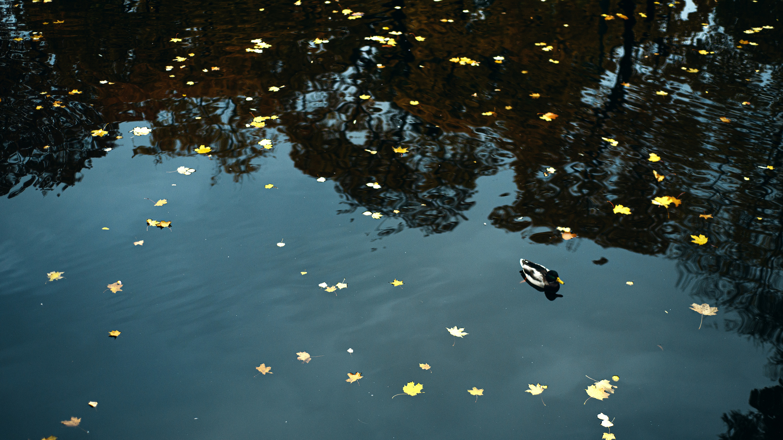 Атмосферные фотографии природы. Фотограф Москва Андриевский Максим, обучение фотографии