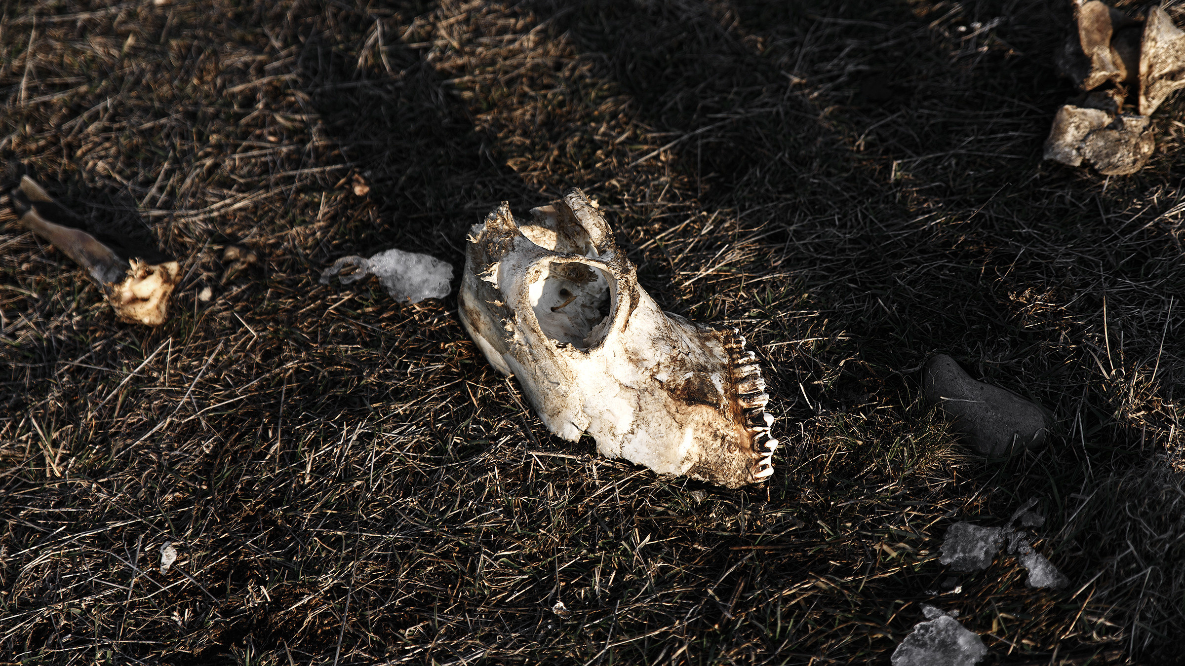 Атмосферные фотографии природы. Фотограф Москва Андриевский Максим, обучение фотографии