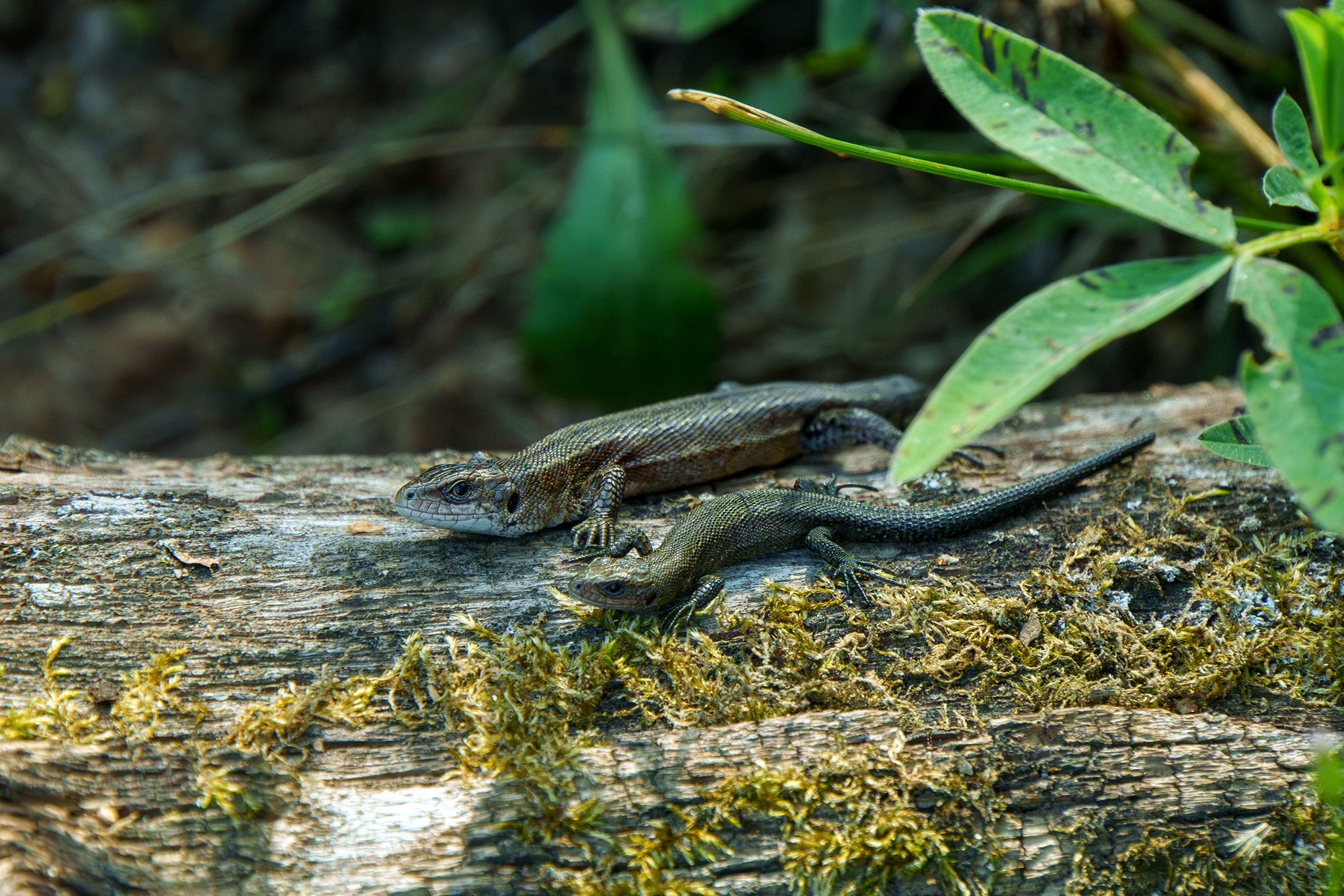 Животные. Ваш личный фотограф Марина Волкова