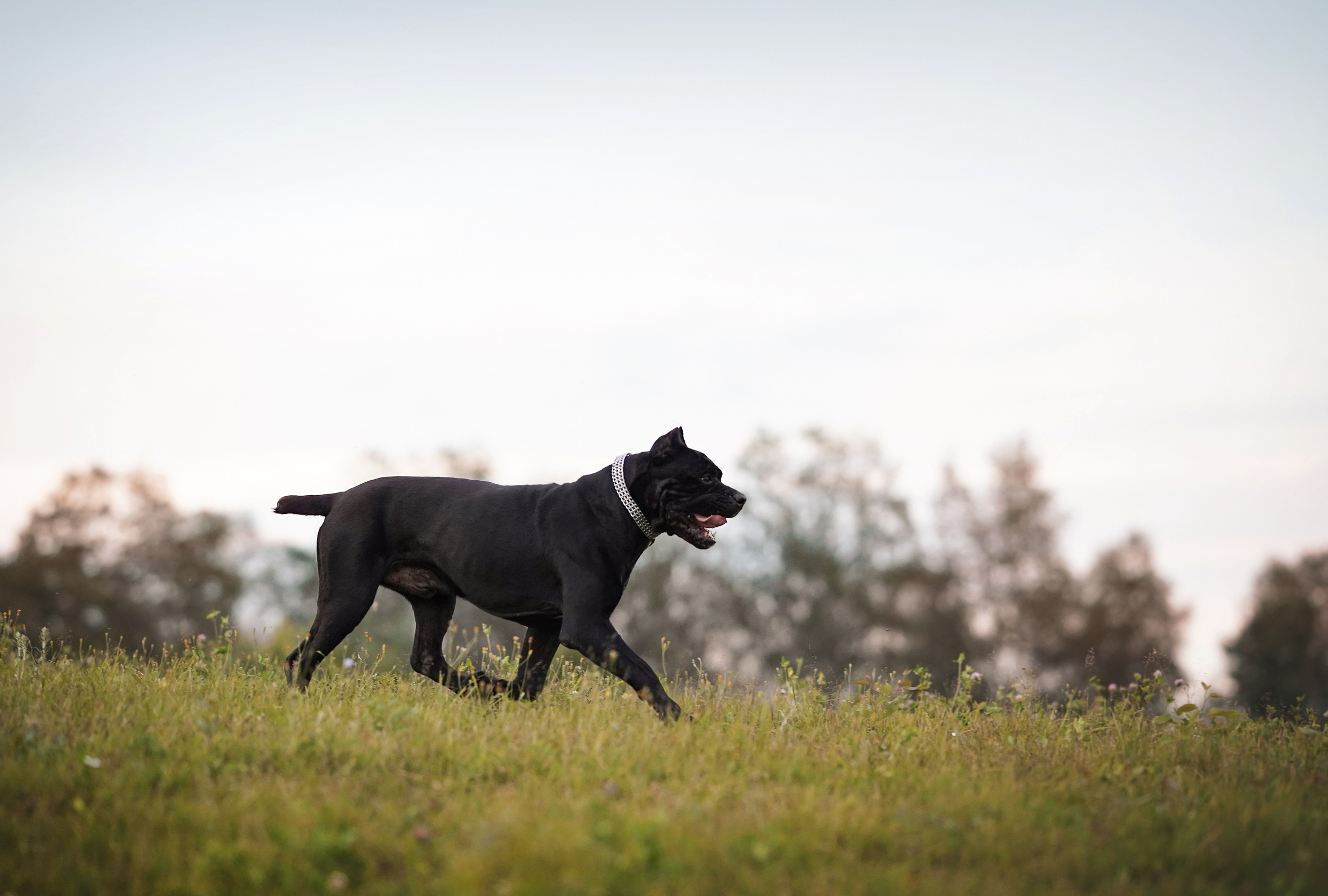 Юлия Костя и Виннер. Фотограф-анималист в Санкт-Петербурге Яна Мартынова