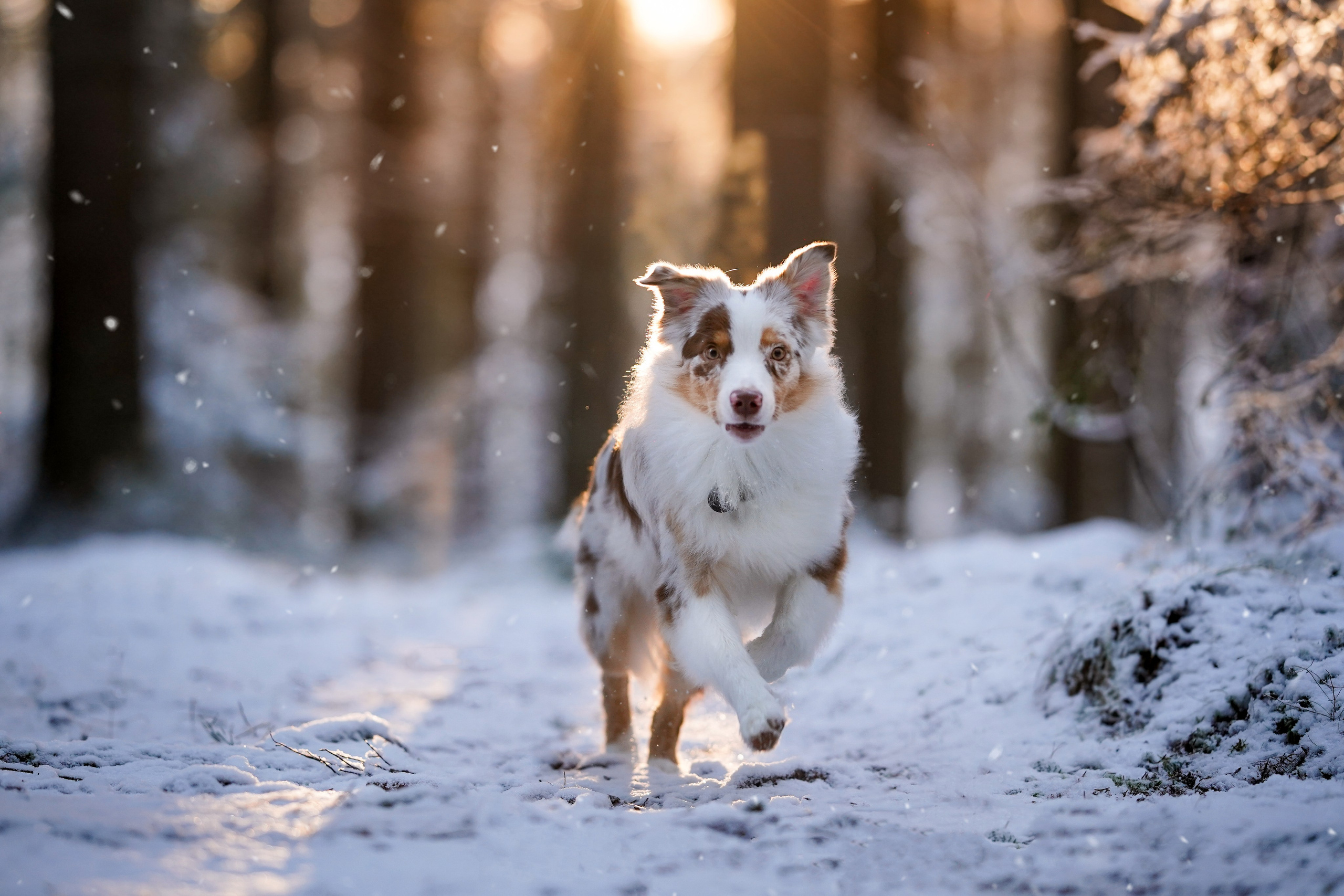 Панда зимний лес. Фотограф-анималист в Санкт-Петербурге Яна Мартынова