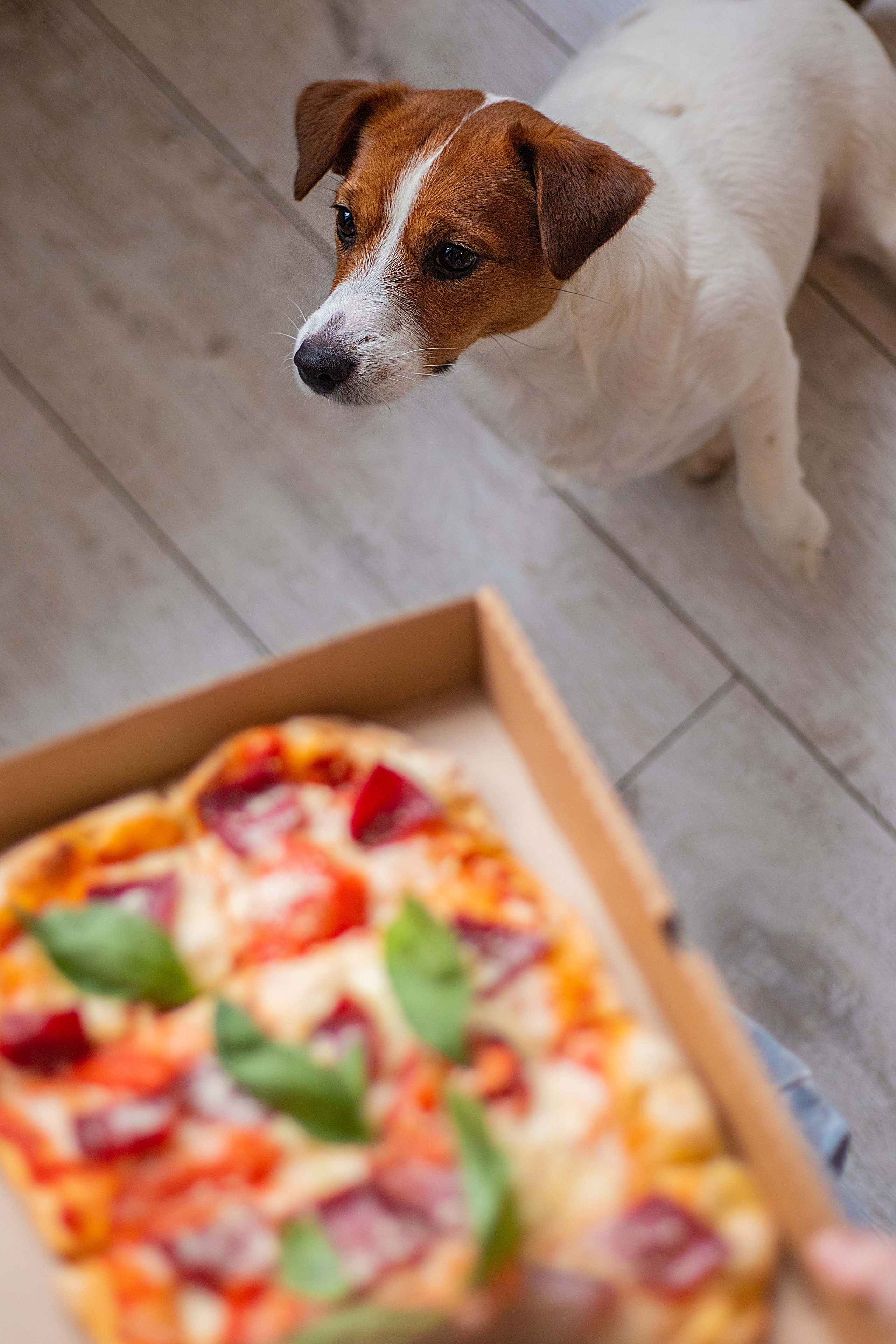 Доставка Пиццы и суши. Свадебный и портретный фотограф в Москве Мария Кравченко