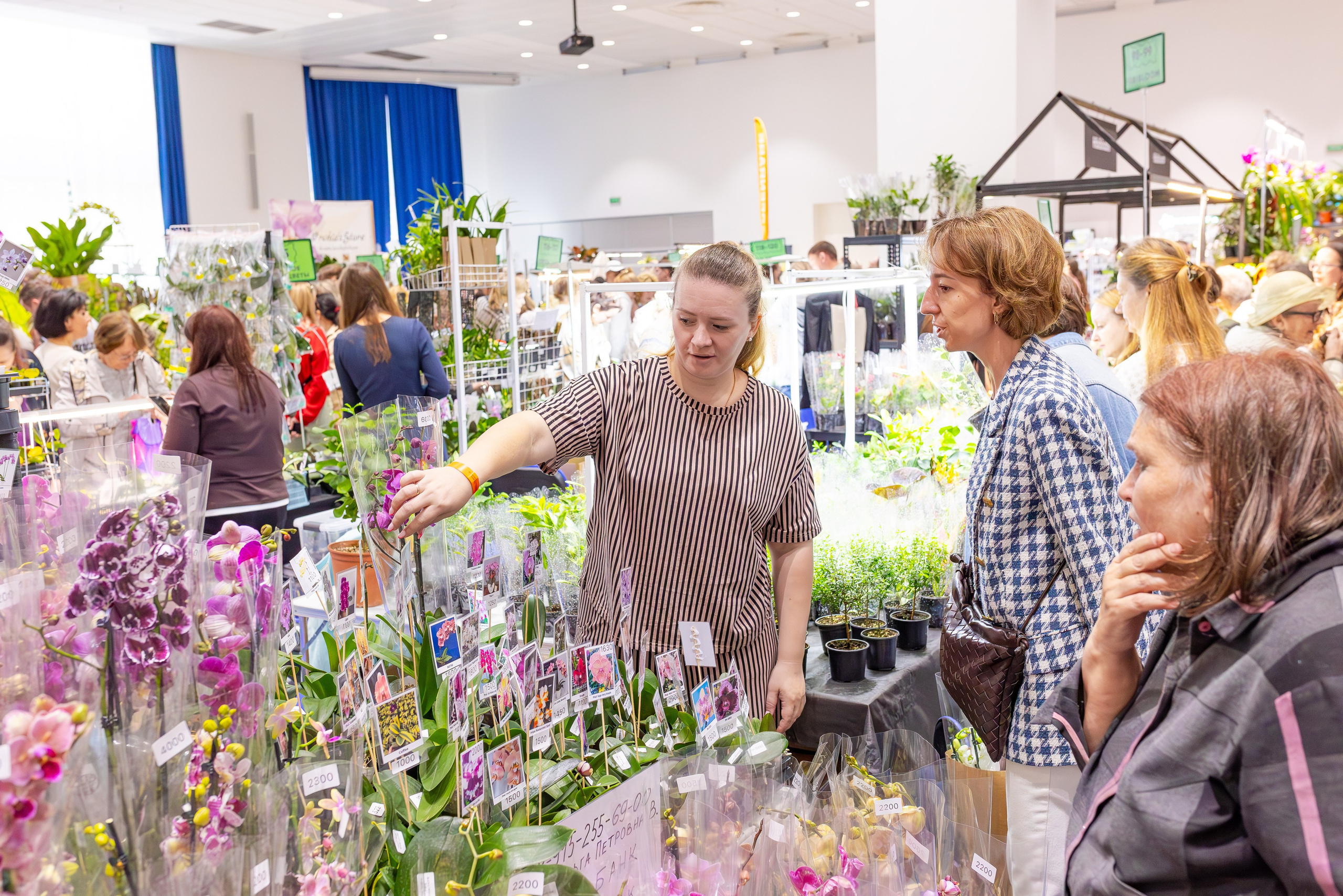 Орхидиум сентябрь 2025. Александра Куликова фотограф, Москва