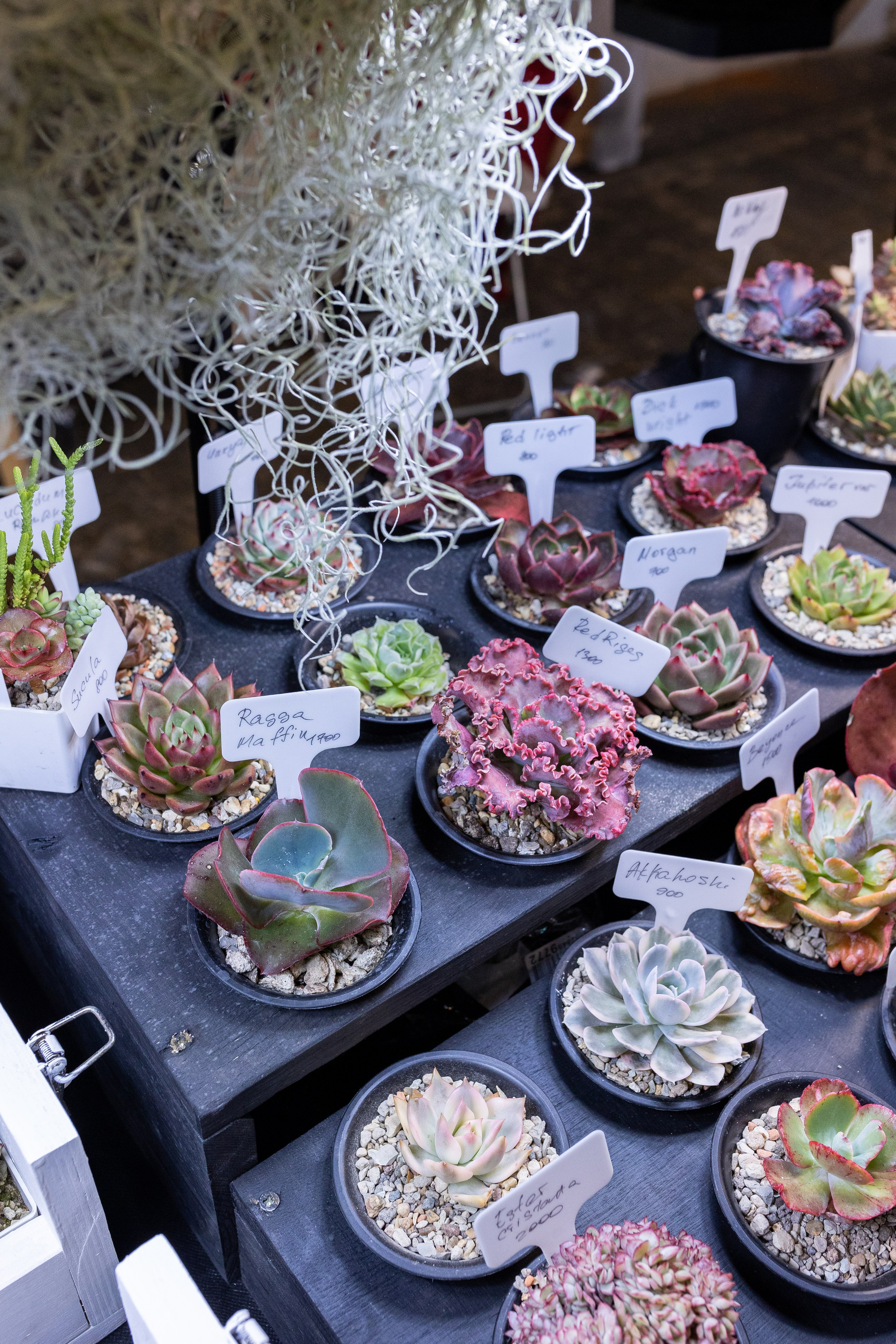 Meza market 2024. Александра Куликова фотограф, Москва