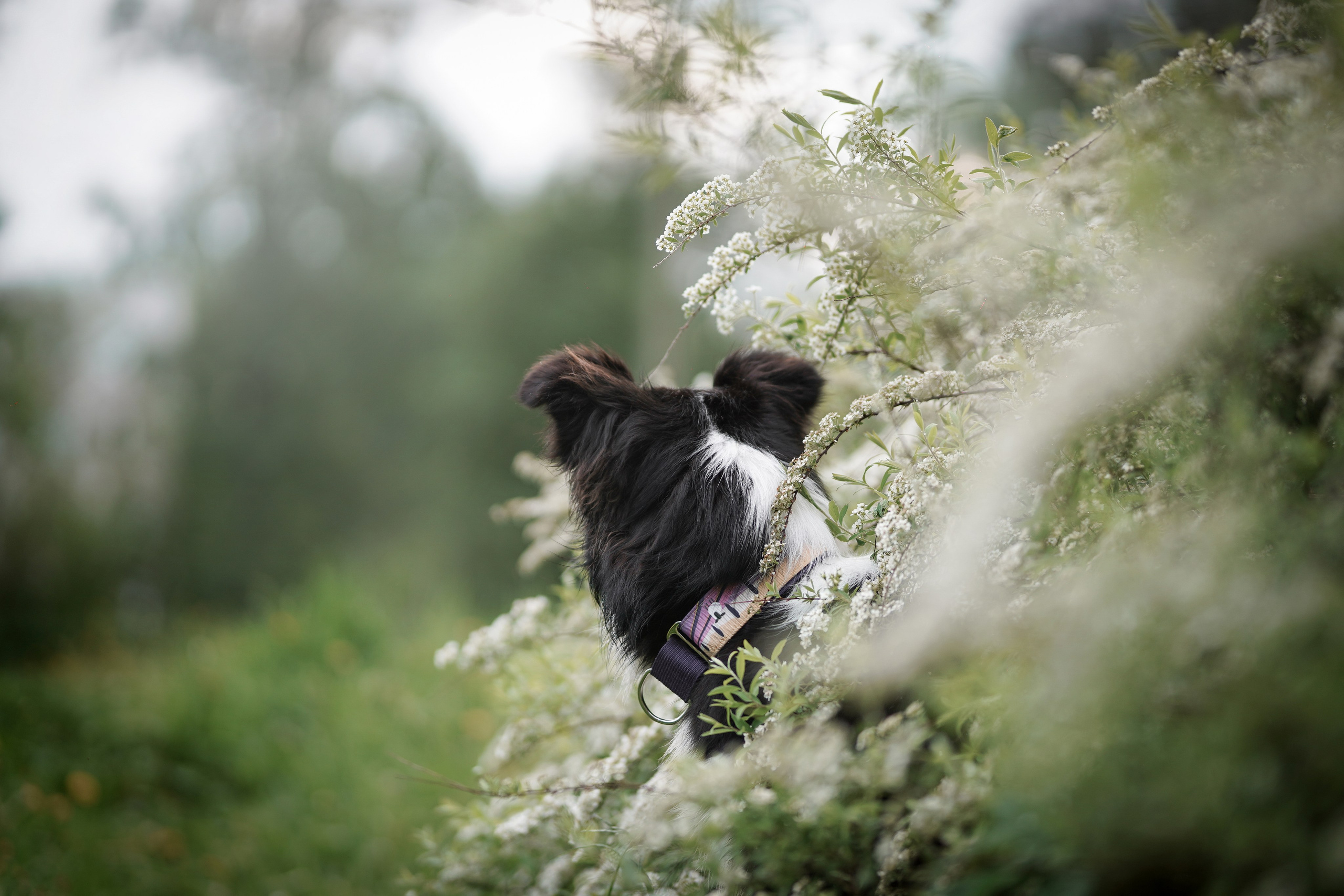 Юля, ее мама и Груша. Фотограф-анималист в Санкт-Петербурге Яна Мартынова