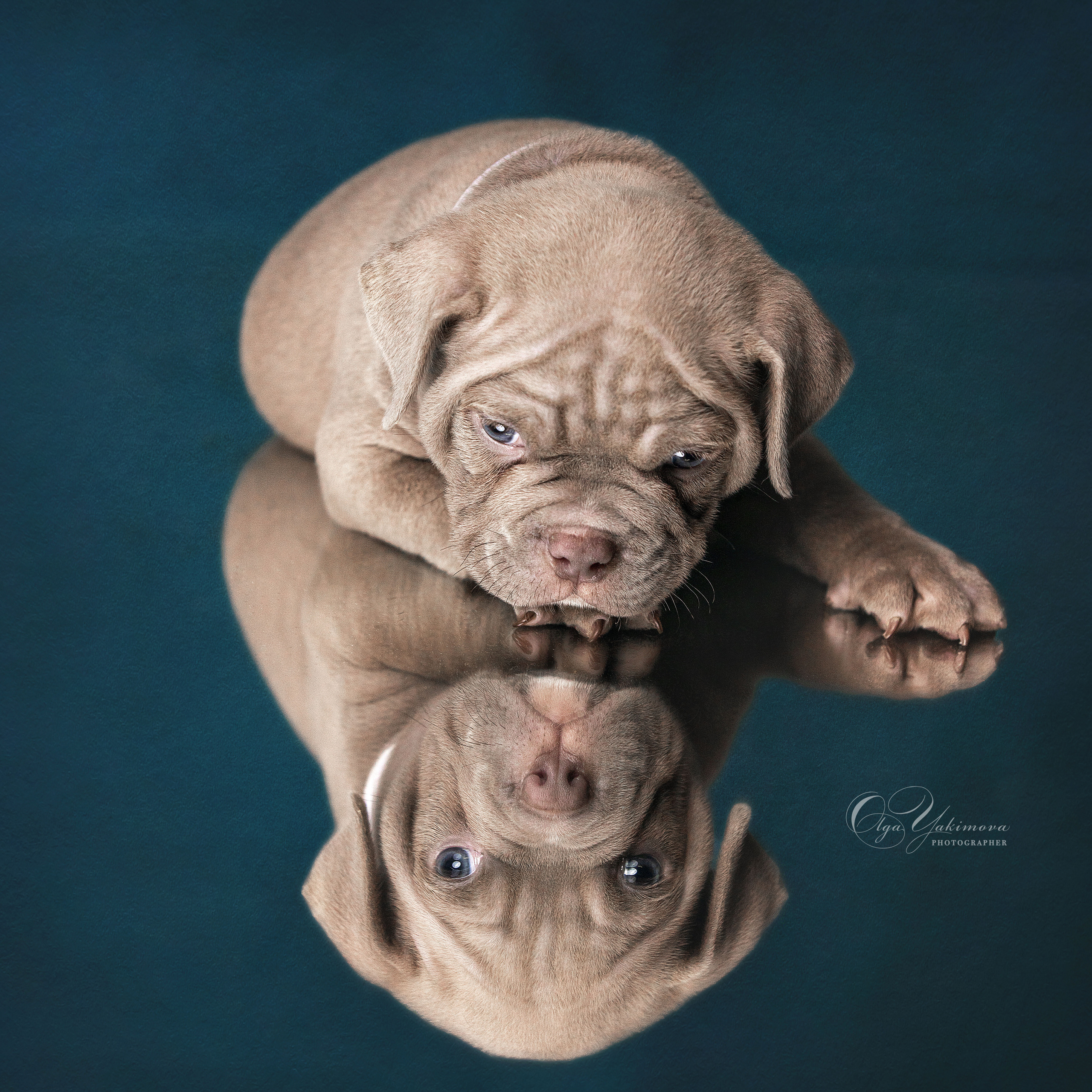 Щенки. Фотограф