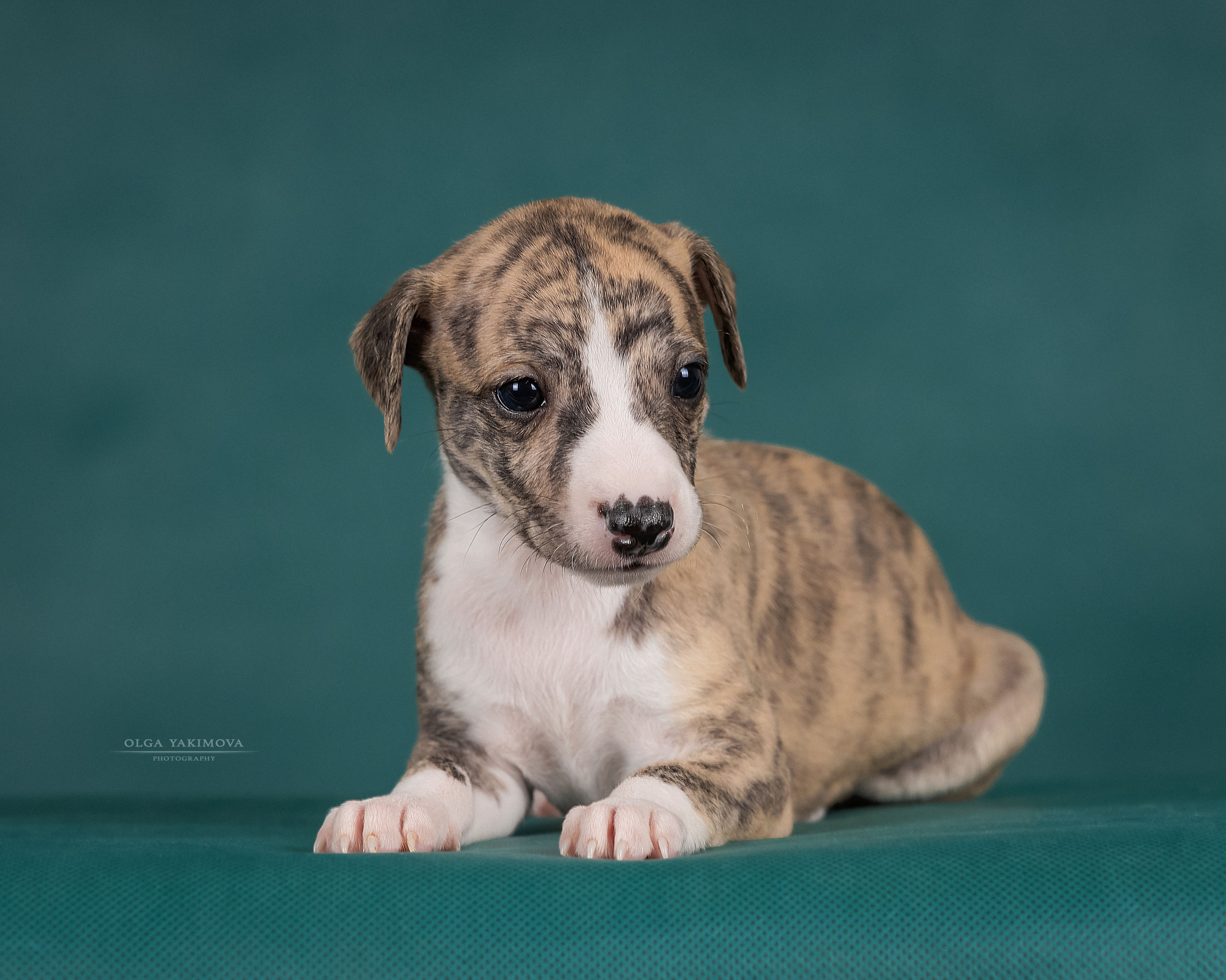 Щенки. Фотограф