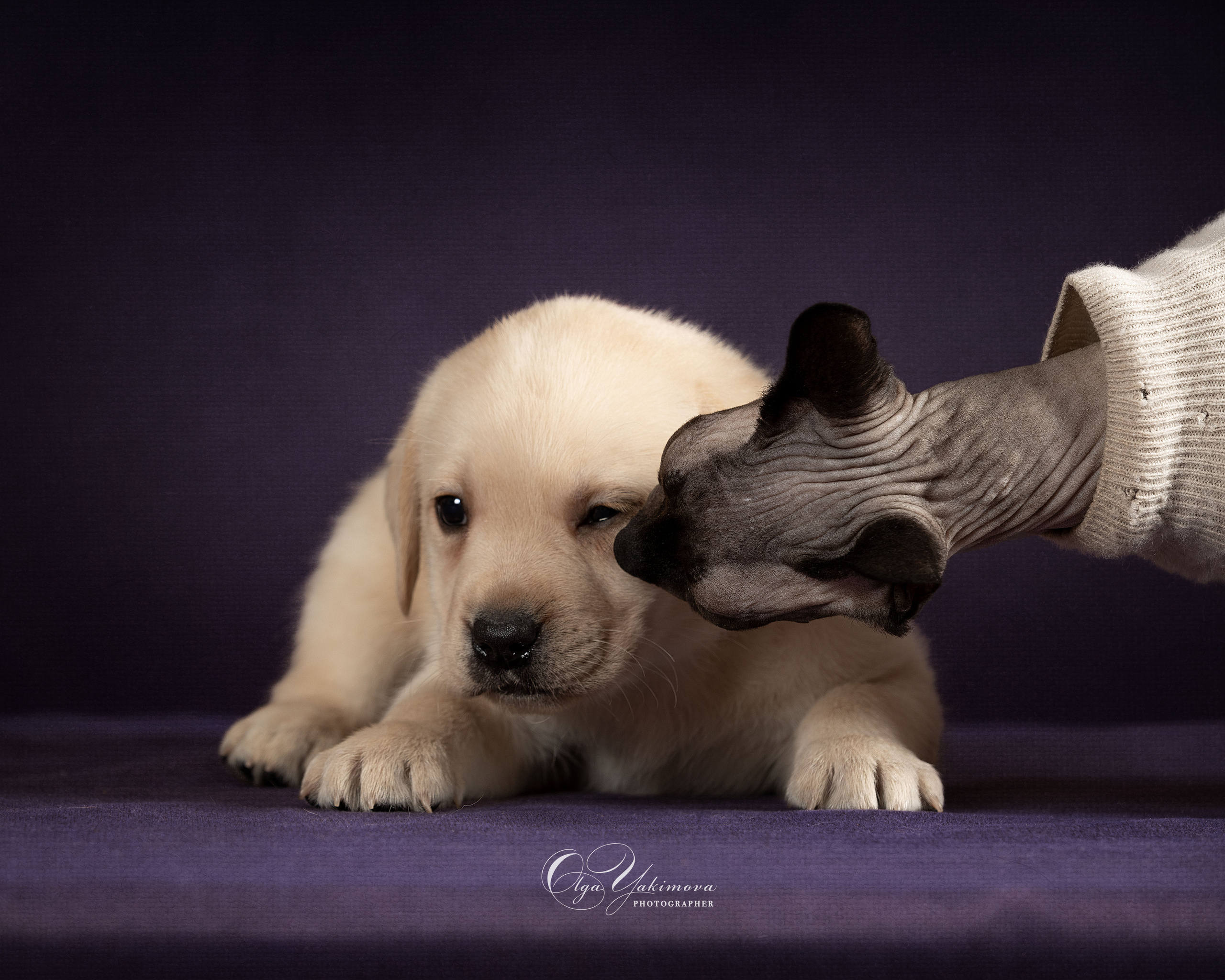 Кошки. Фотограф