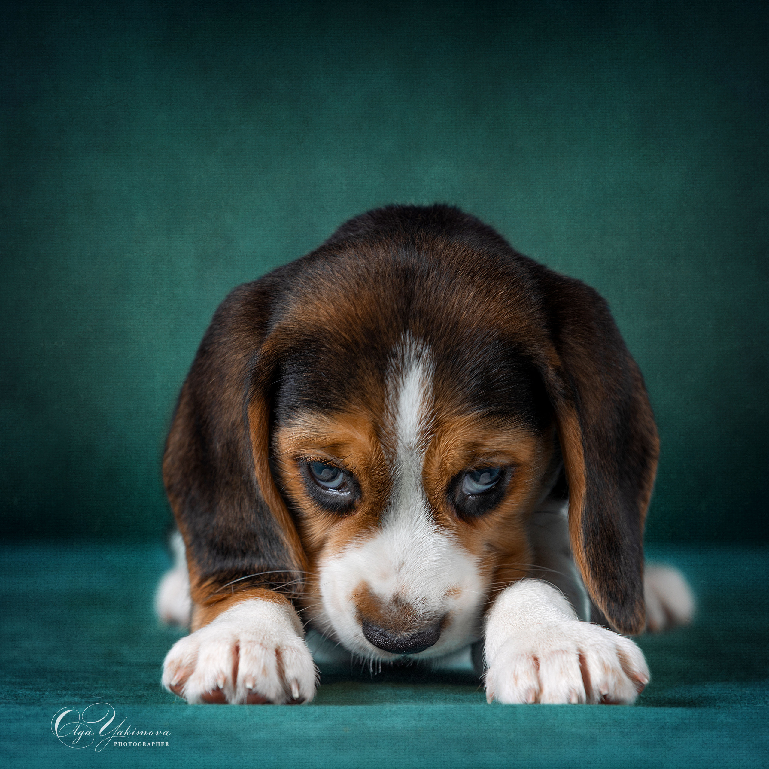 Щенки. Фотограф