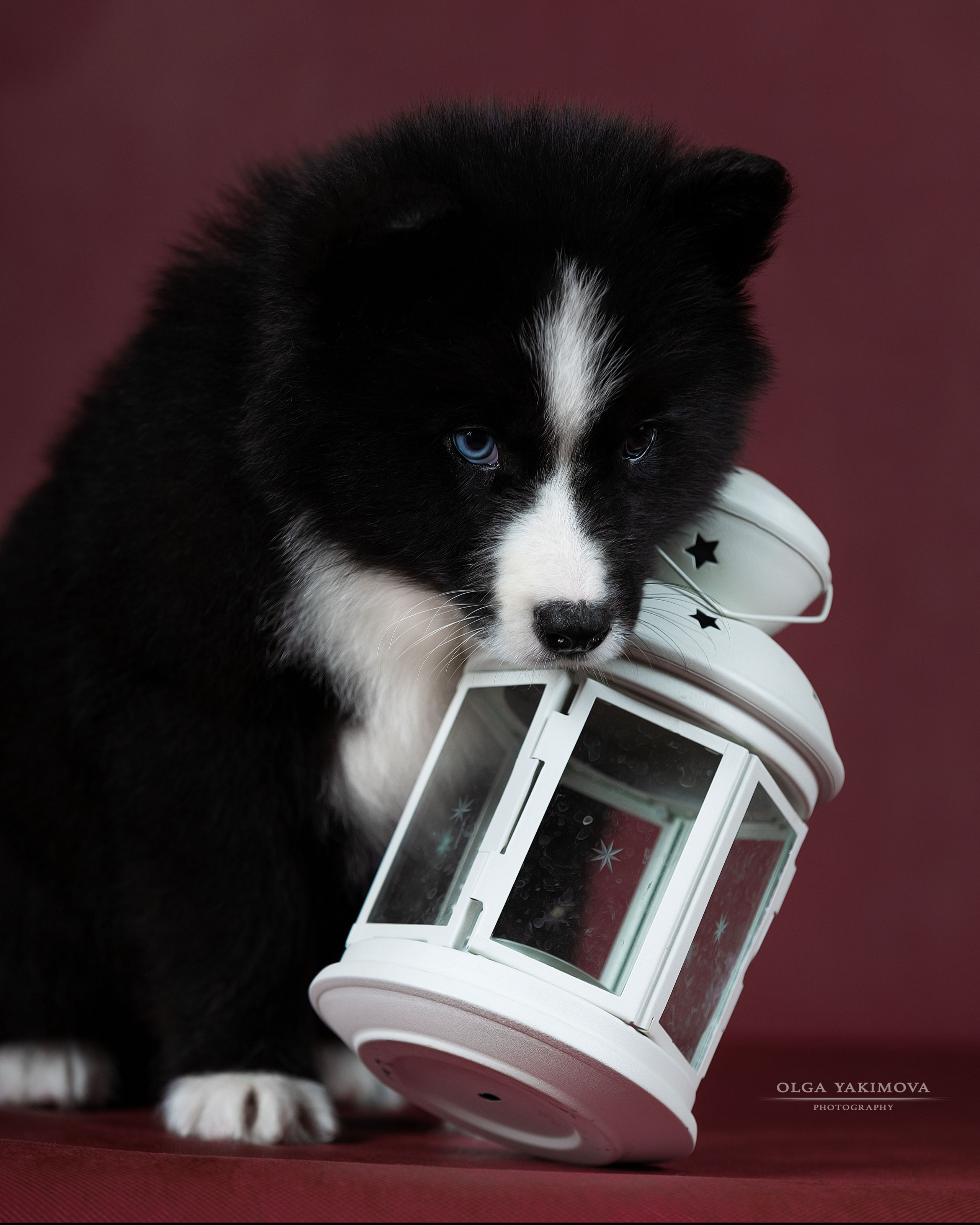 Щенки. Фотограф