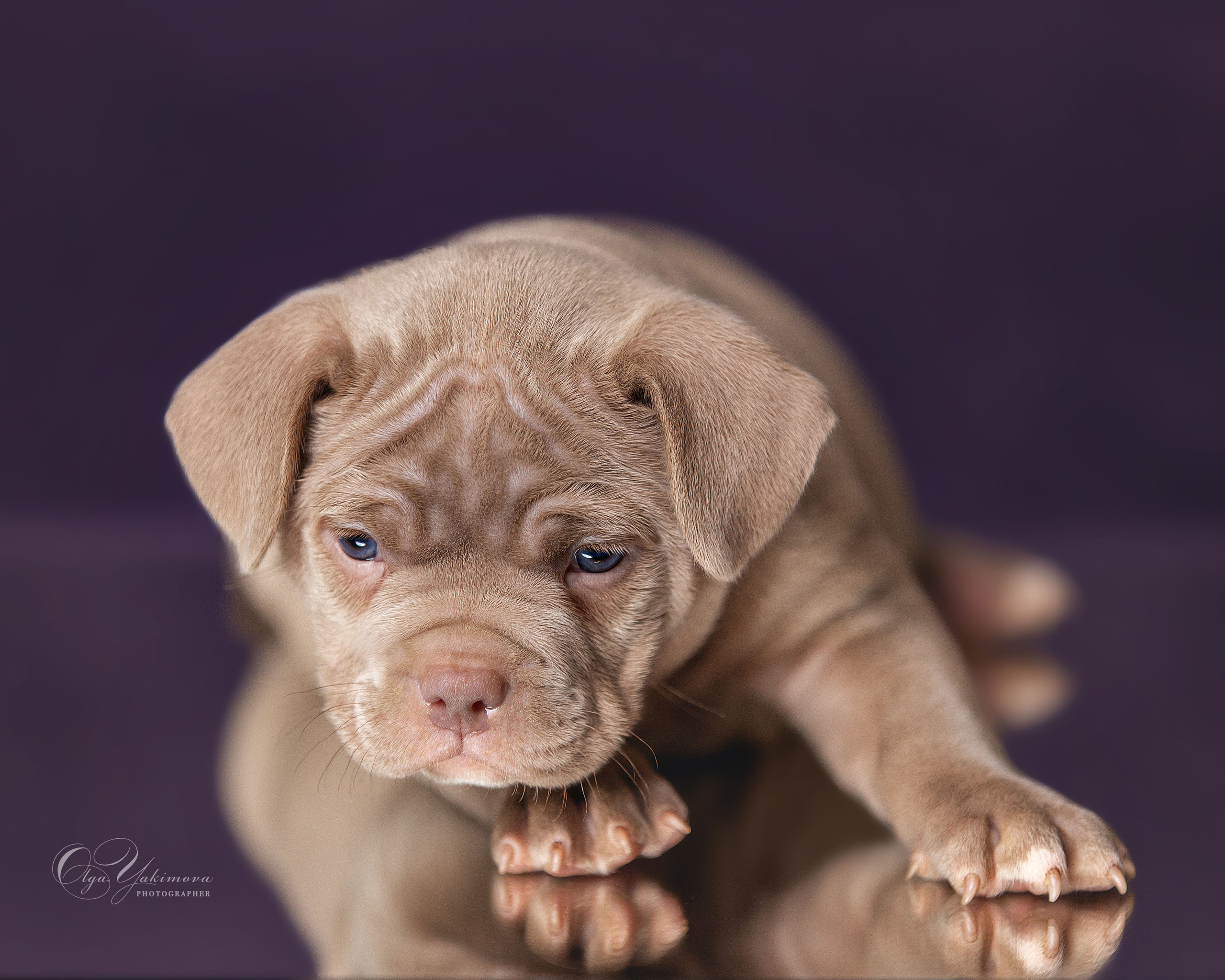 Щенки. Фотограф