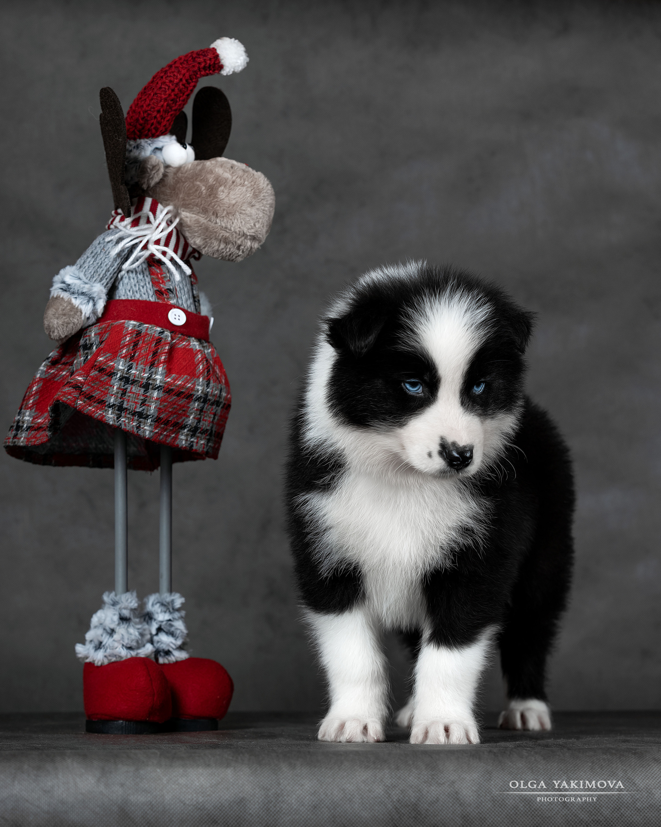 Щенки. Фотограф