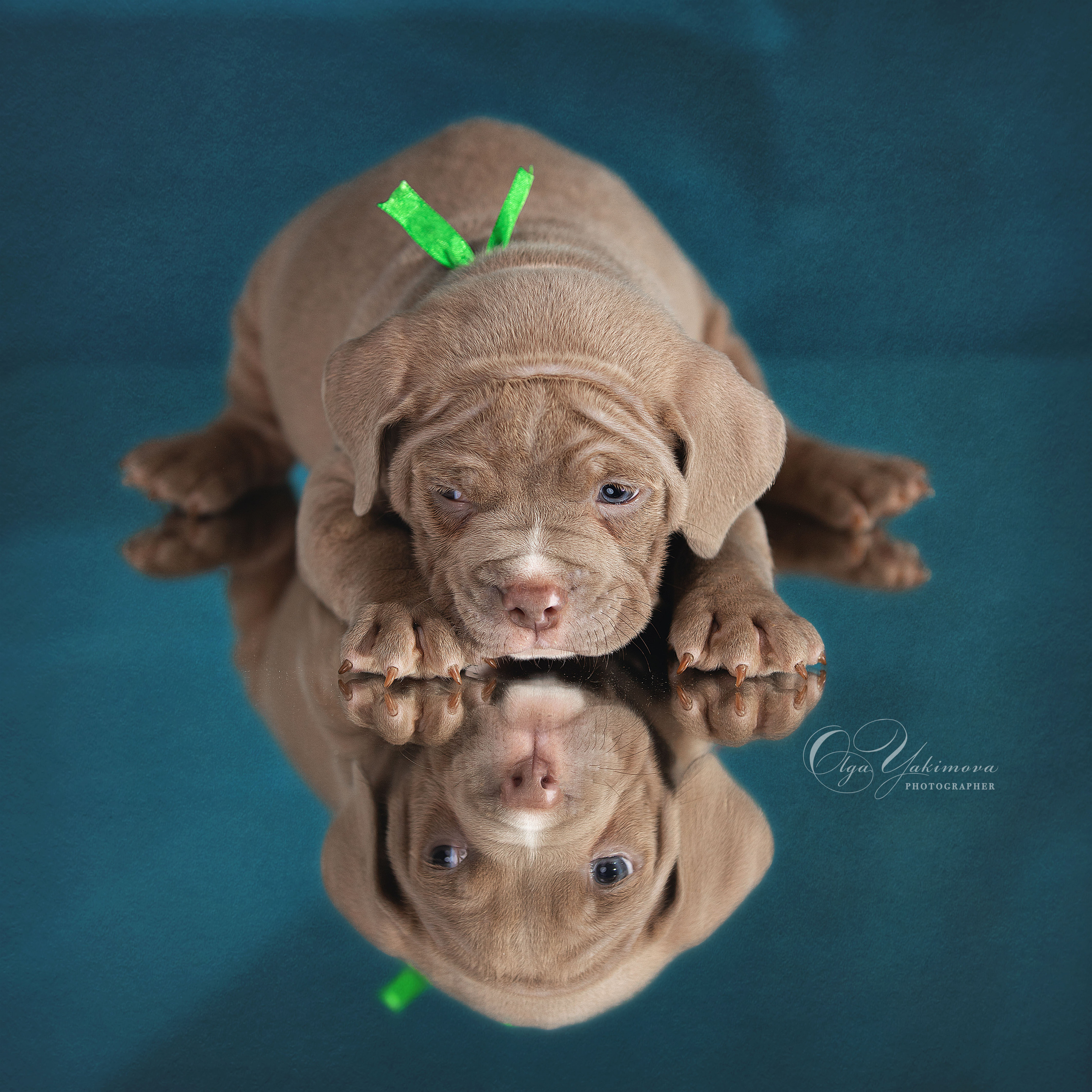 Щенки. Фотограф