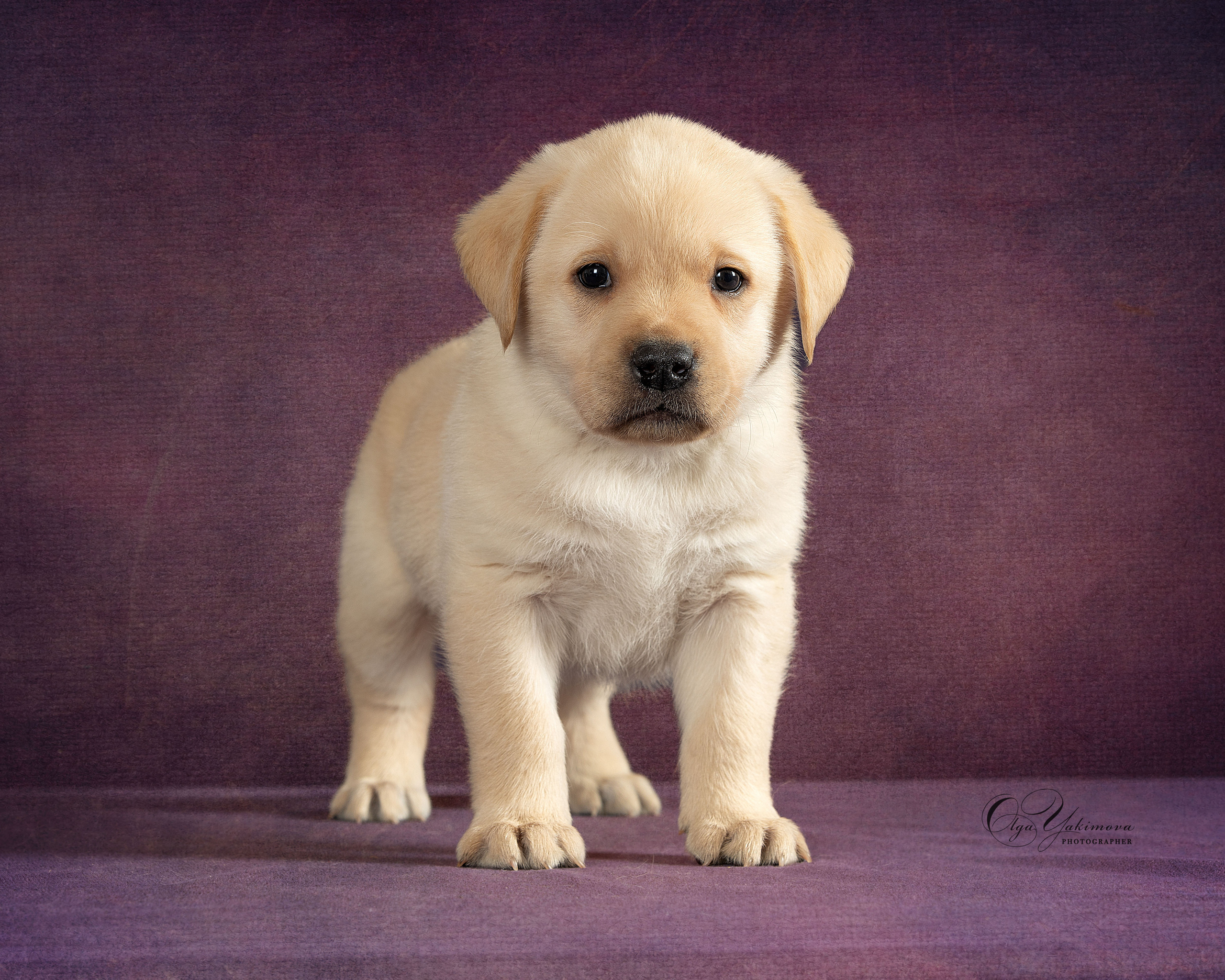 Щенки. Фотограф