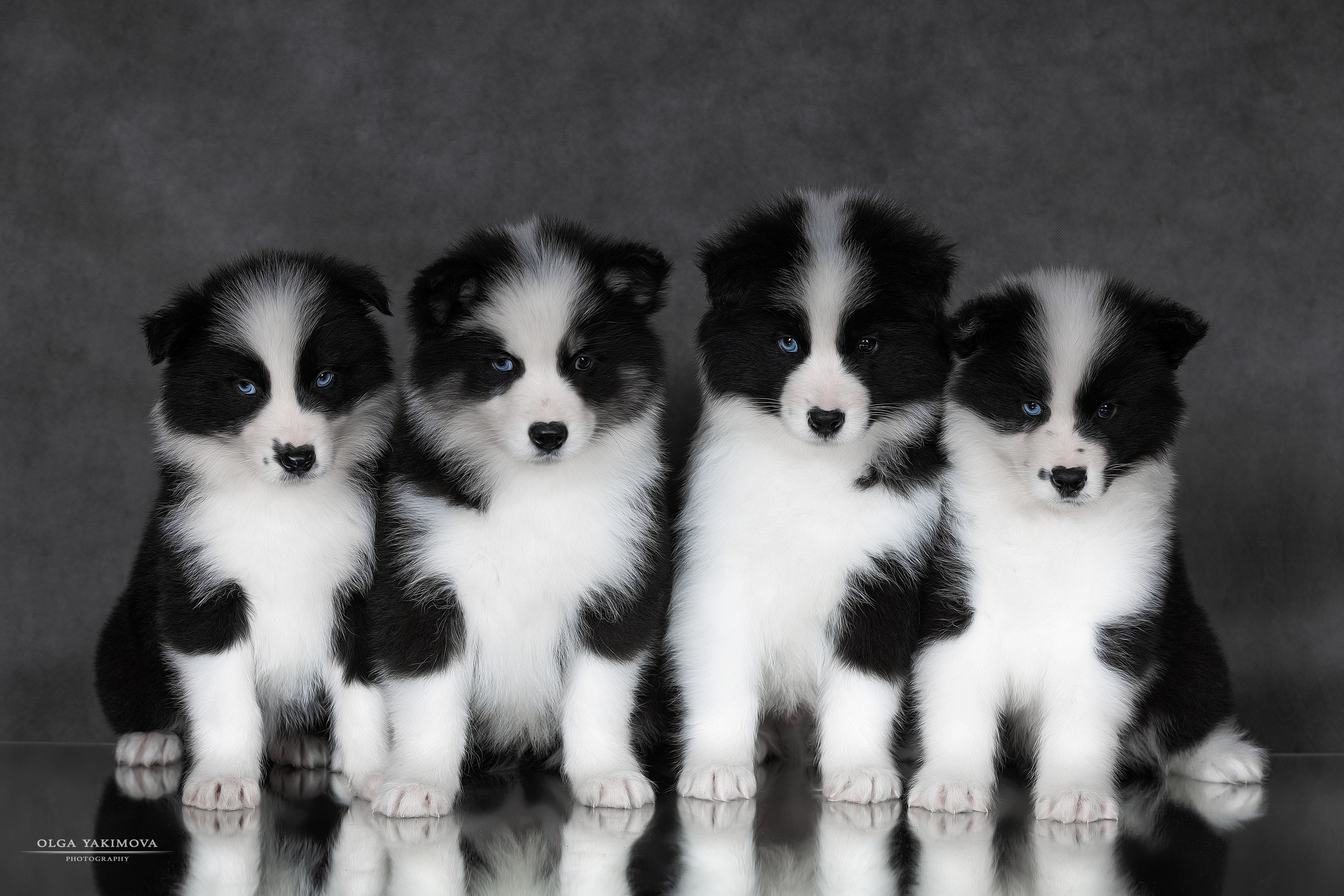 Щенки. Фотограф