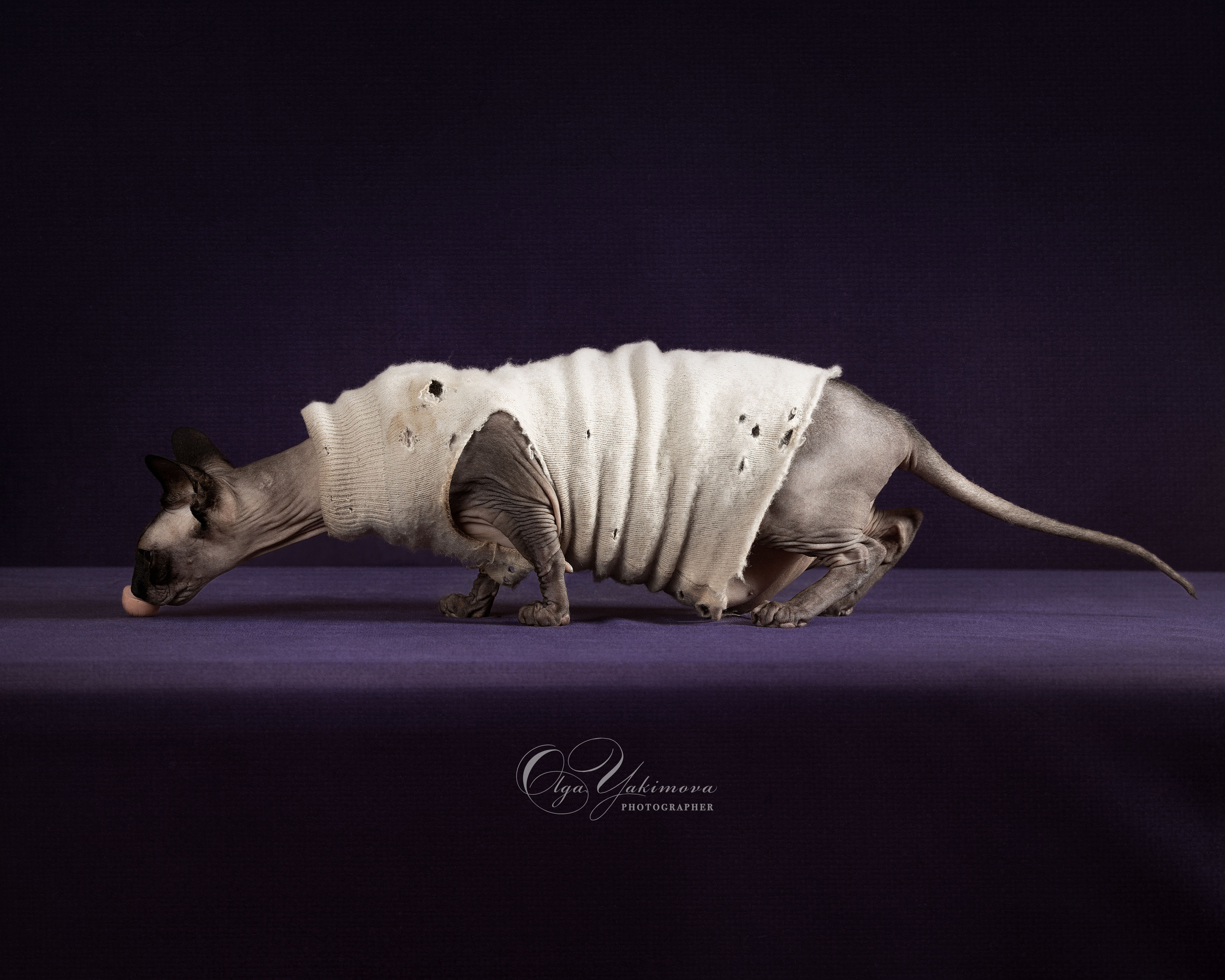 Кошки. Фотограф