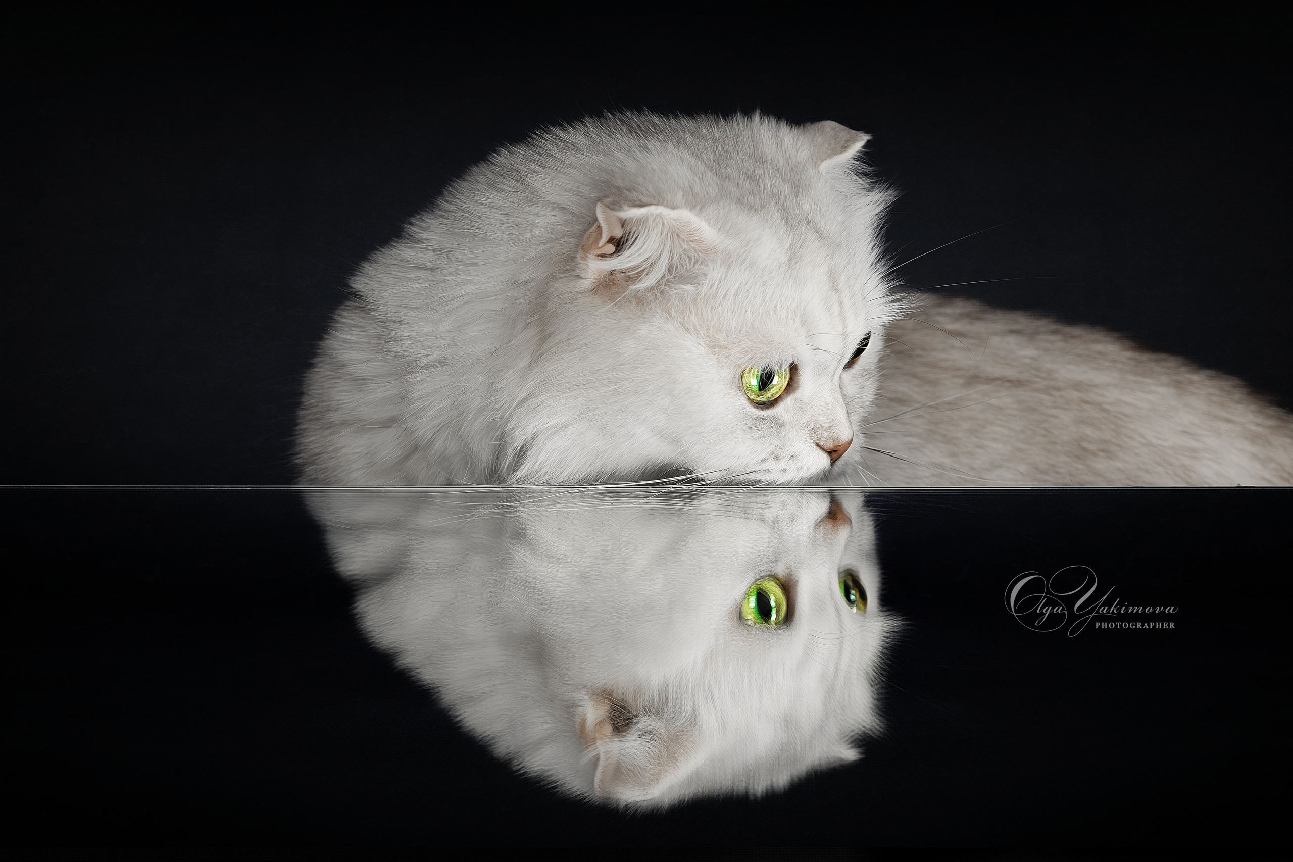 Кошки. Фотограф