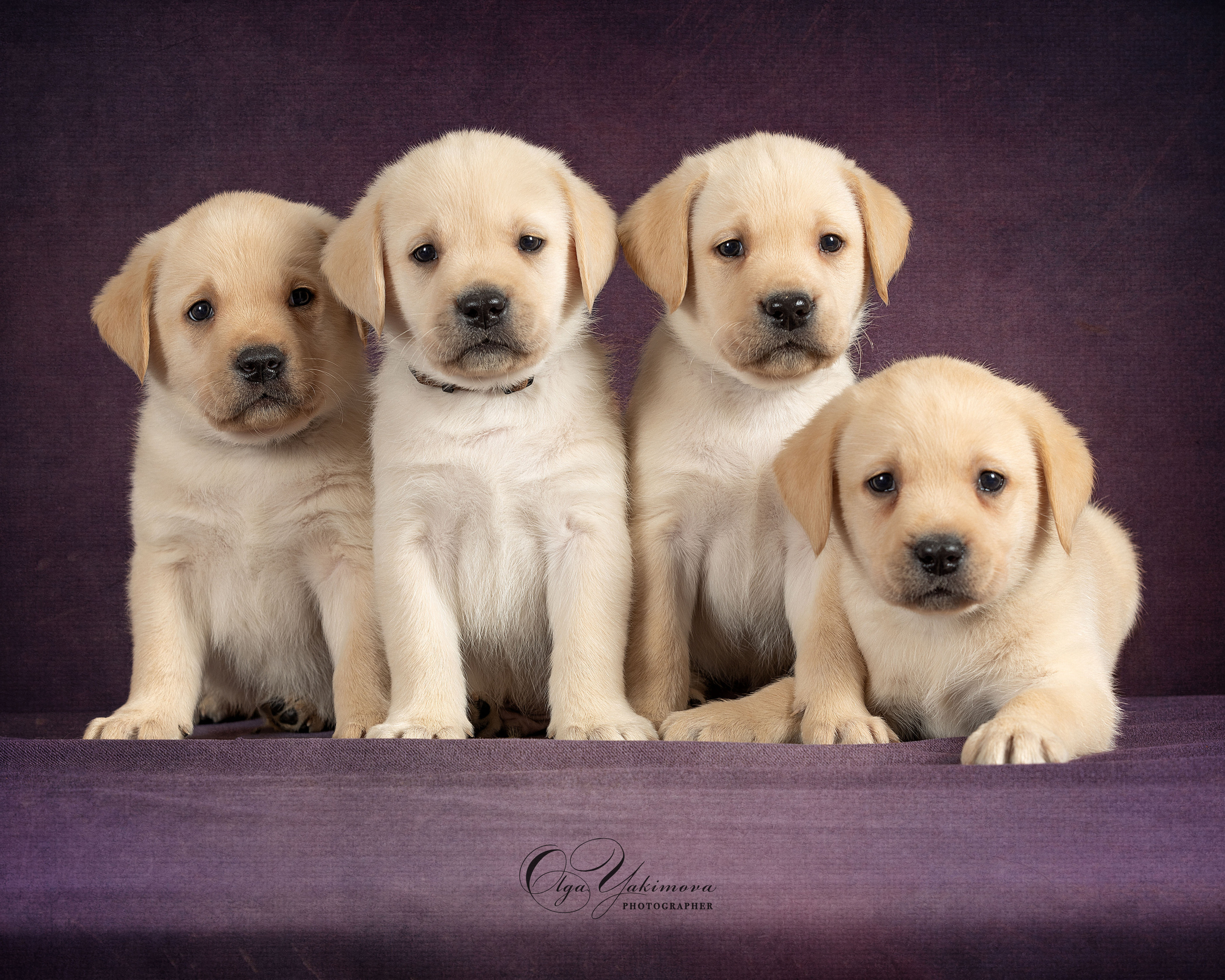 Щенки. Фотограф