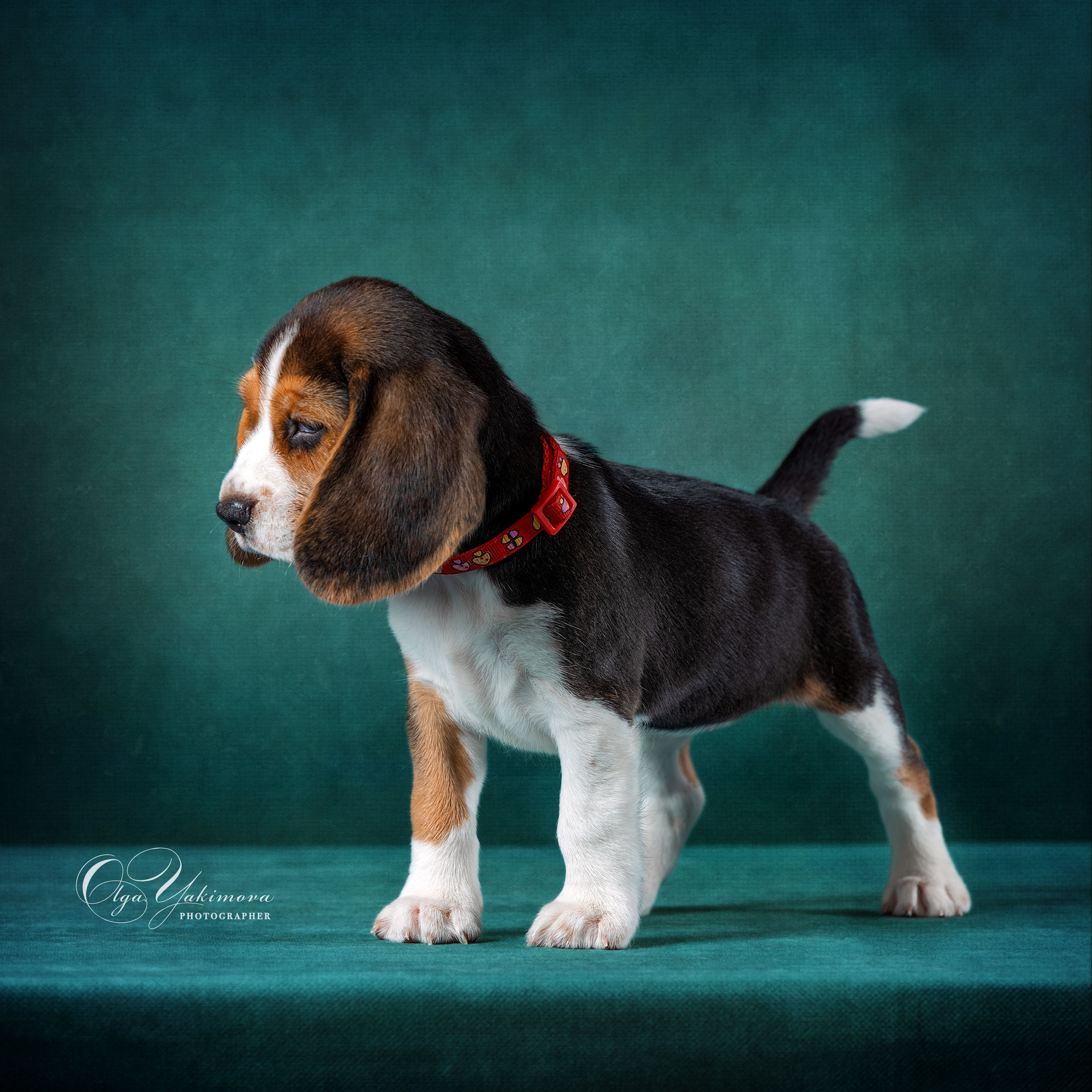 Щенки. Фотограф