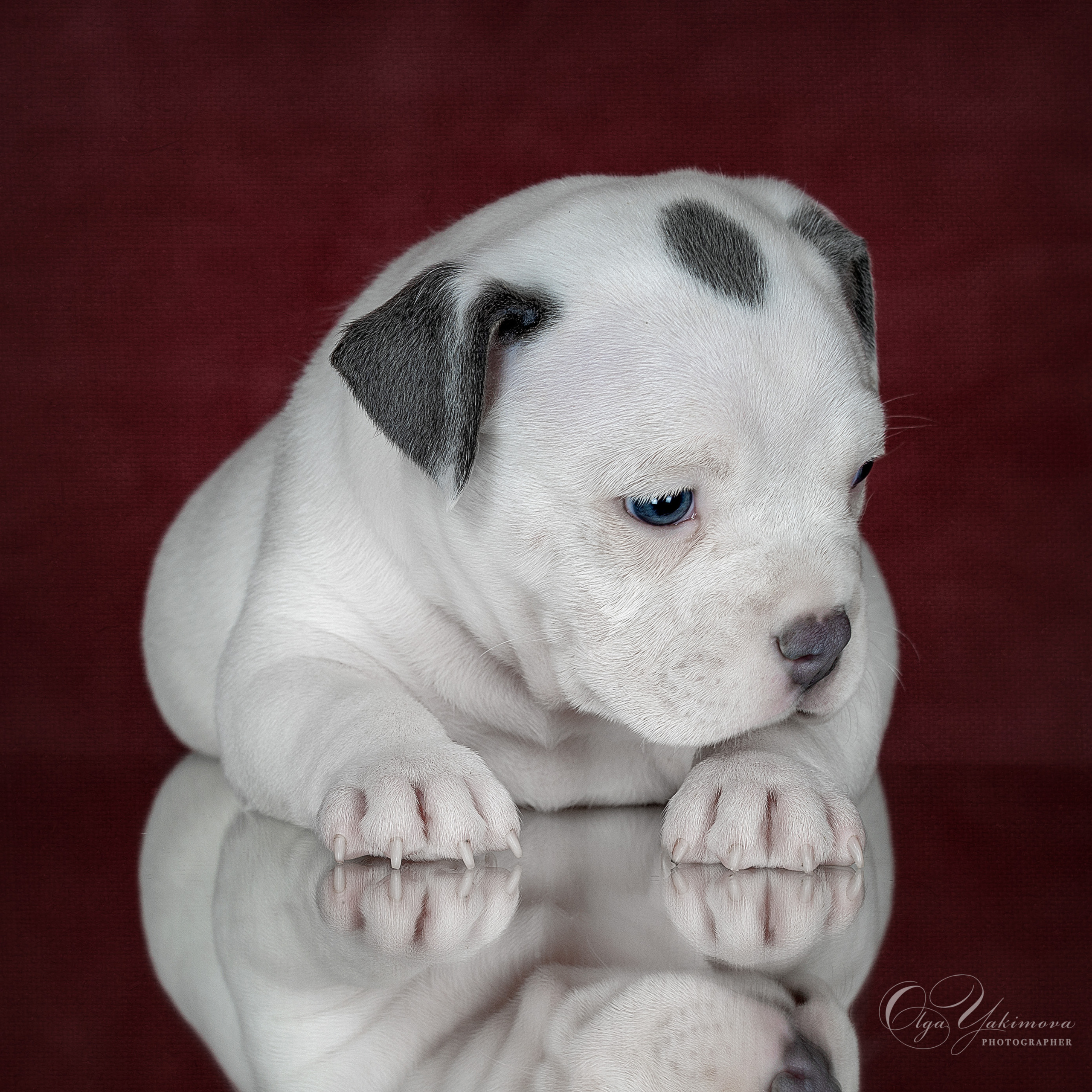 Щенки. Фотограф