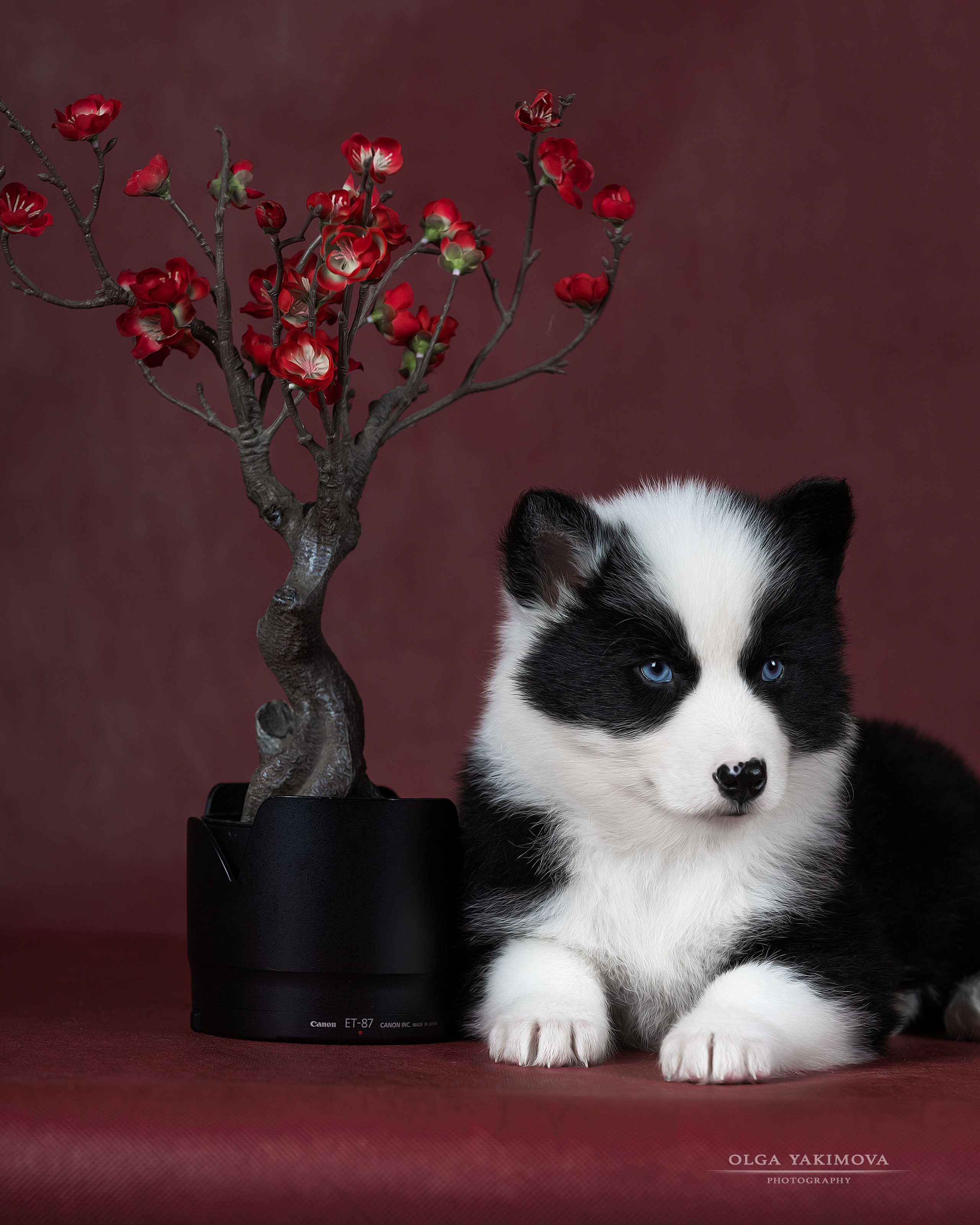 Щенки. Фотограф