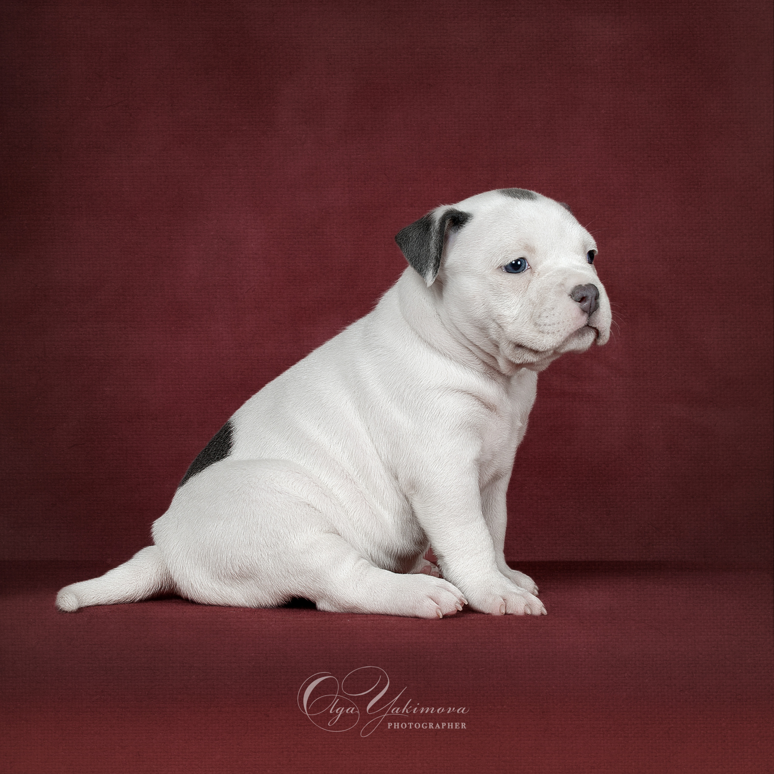 Щенки. Фотограф