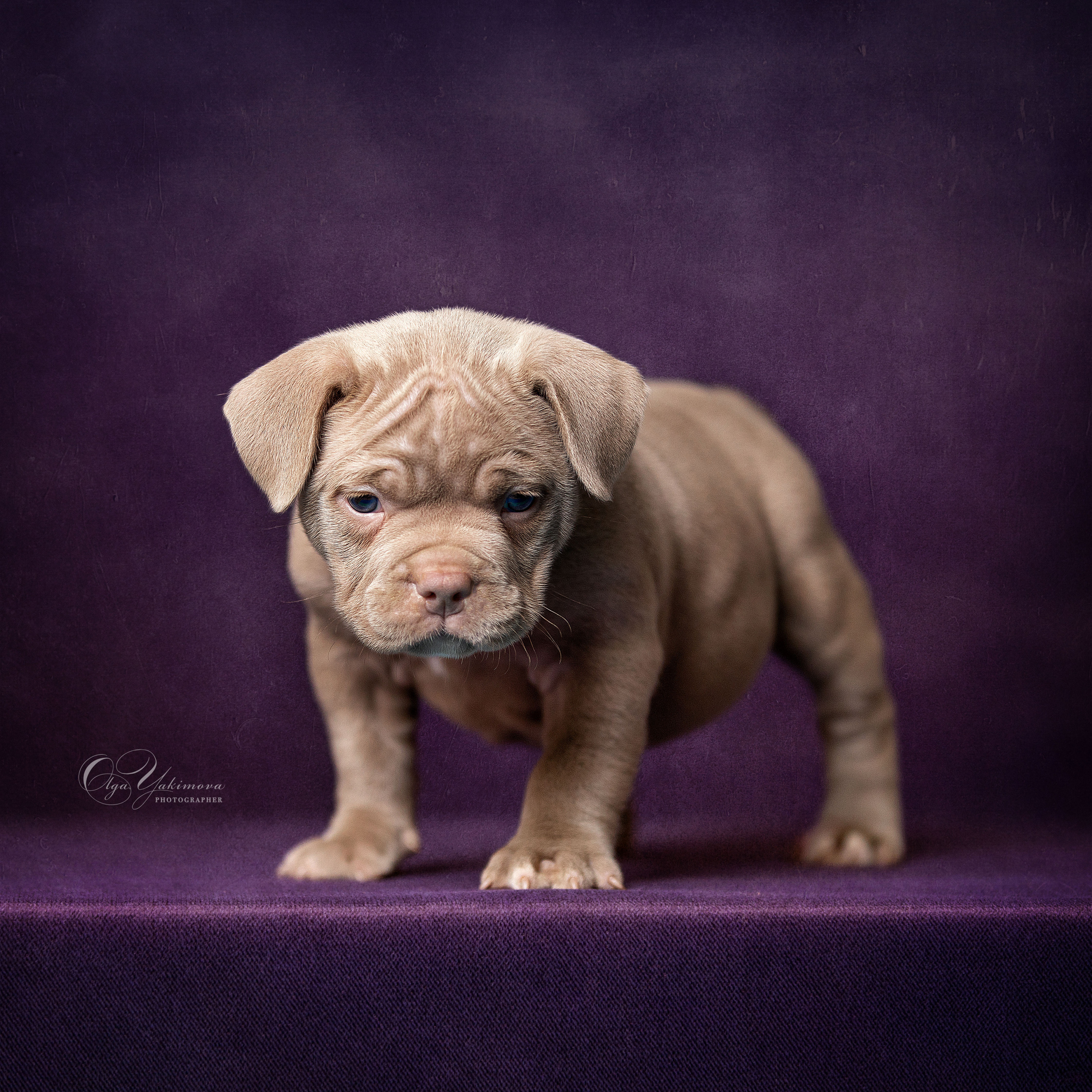 Щенки. Фотограф