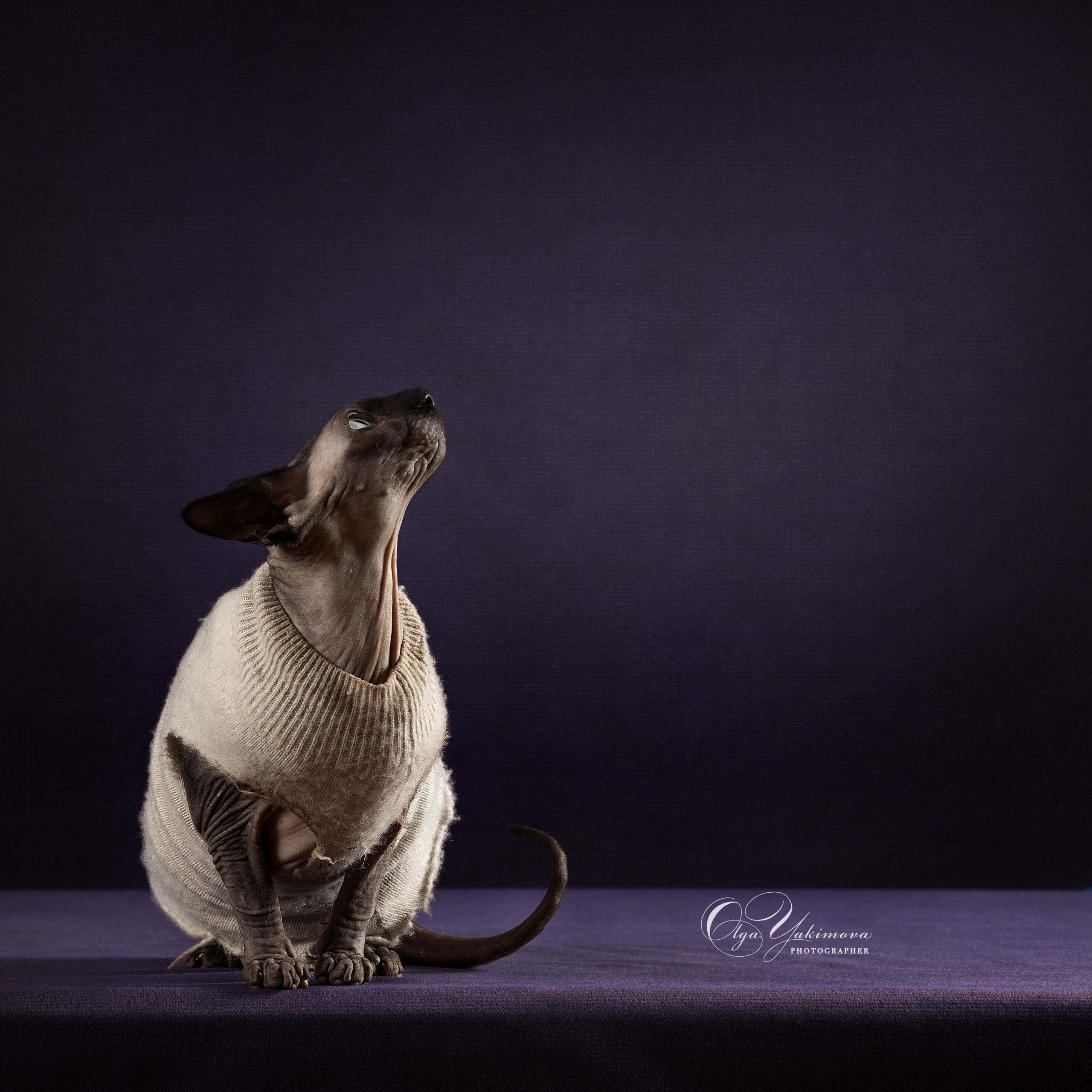 Кошки. Фотограф