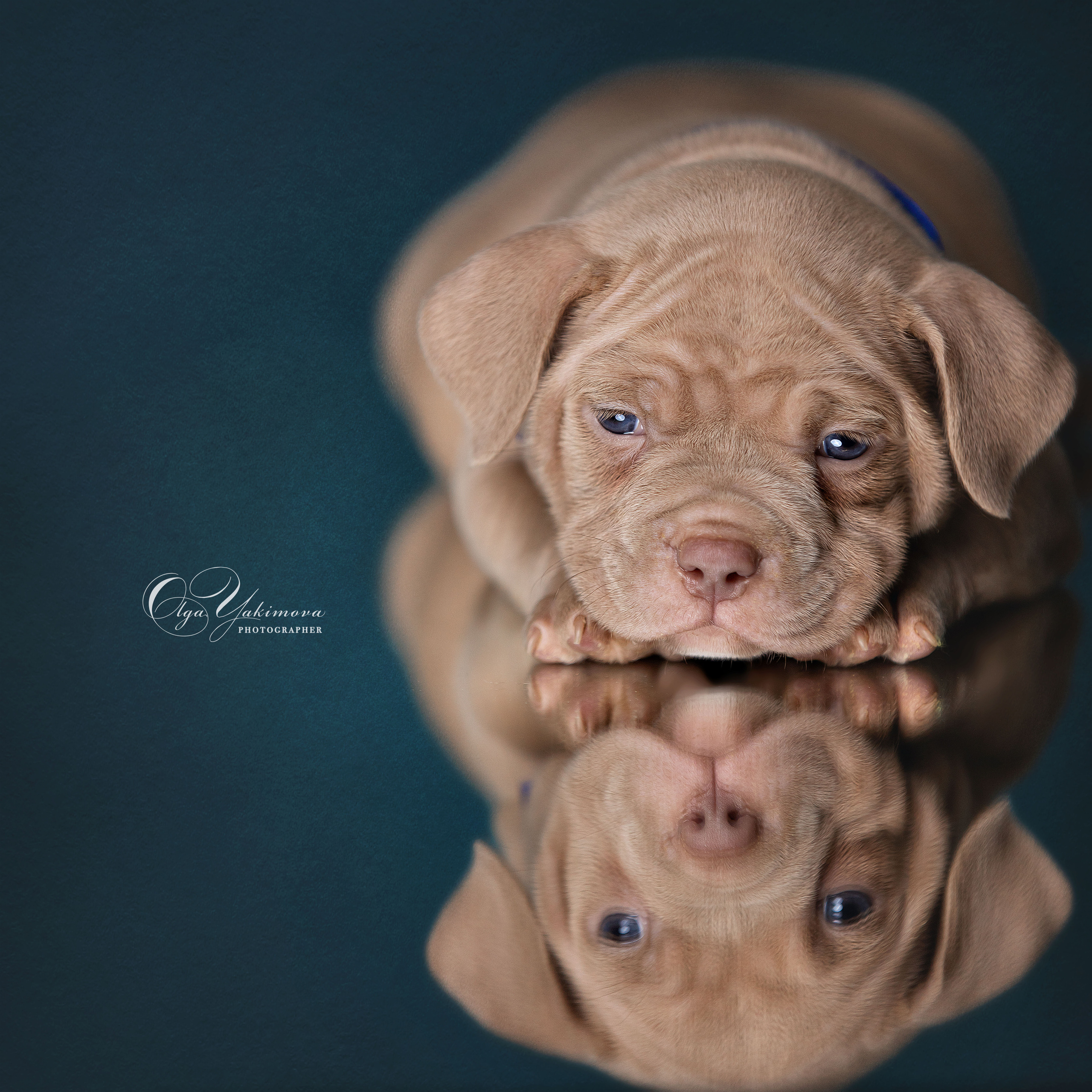 Щенки. Фотограф