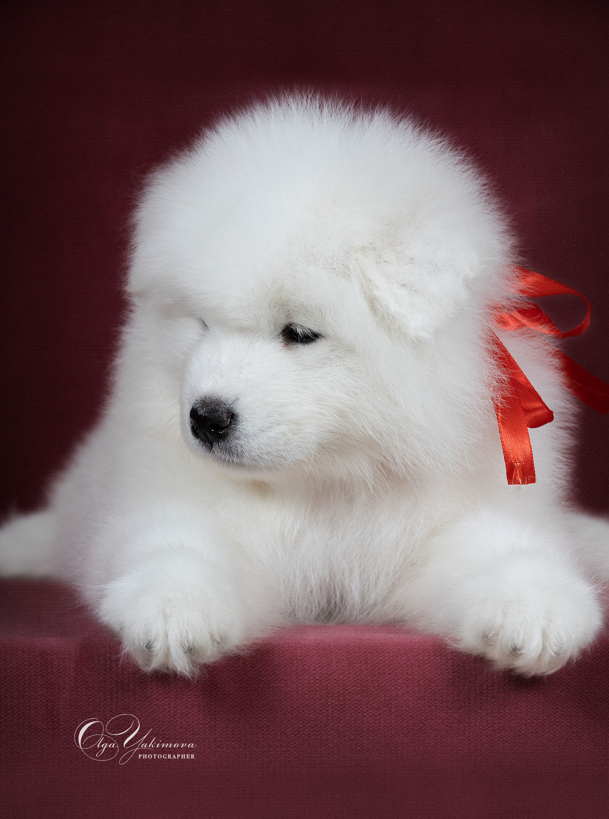 Щенки. Фотограф