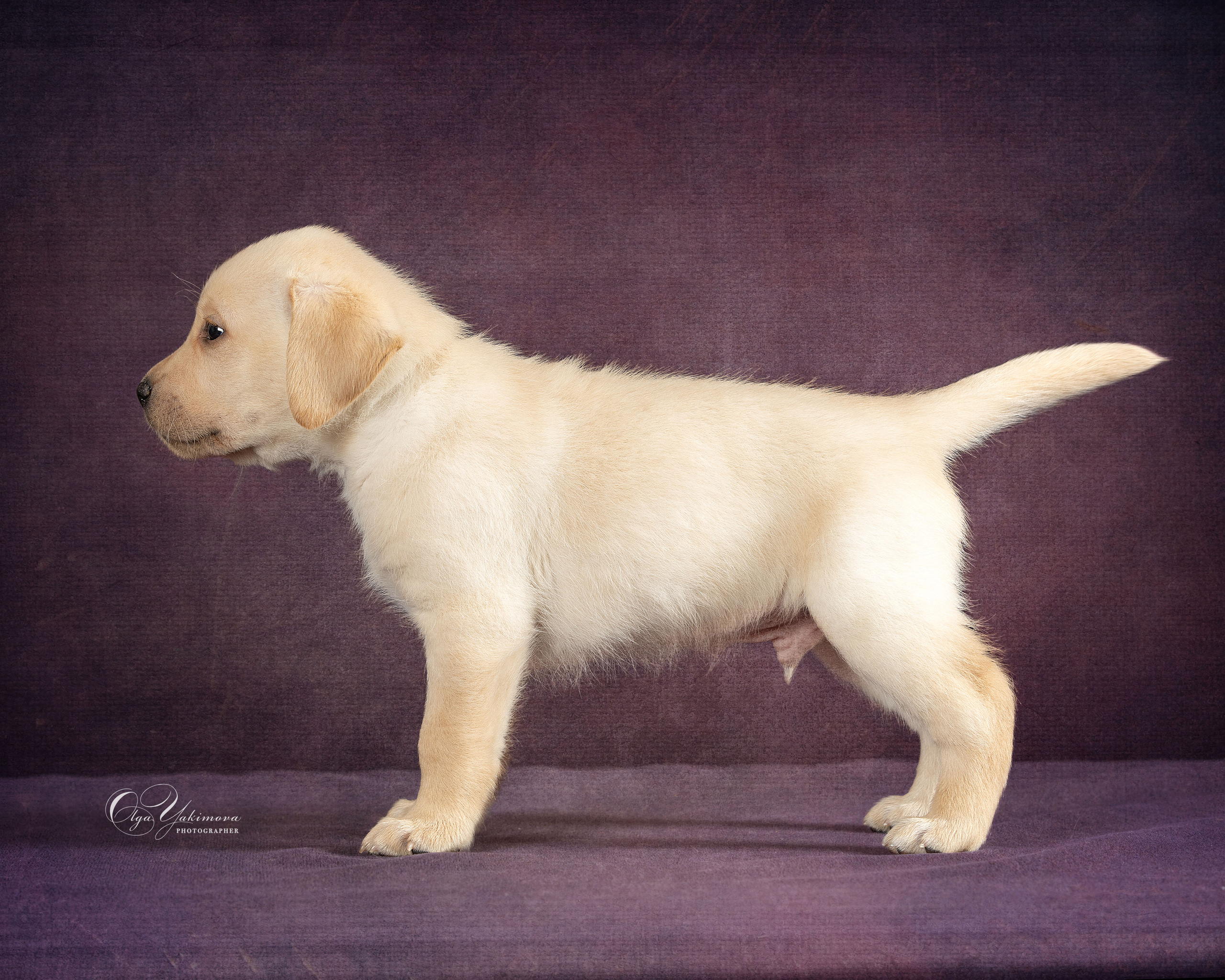 Щенки. Фотограф