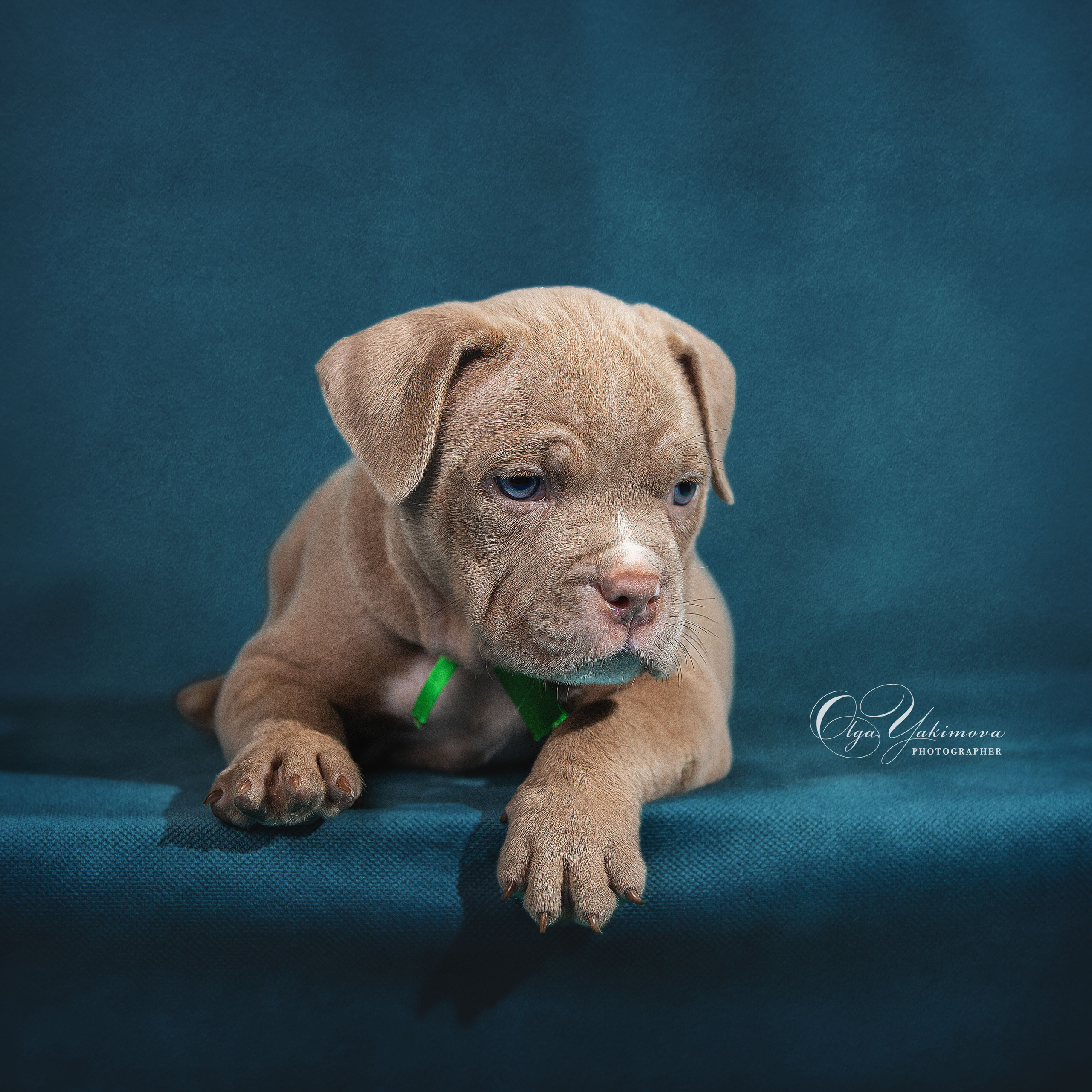 Щенки. Фотограф