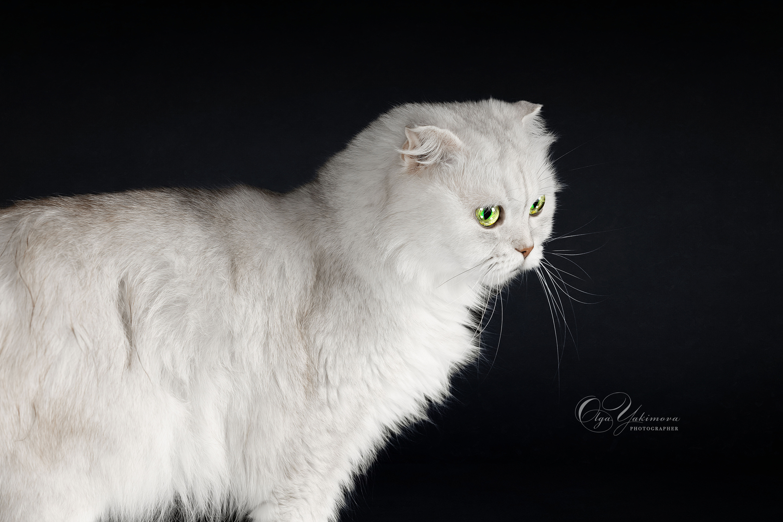 Кошки. Фотограф