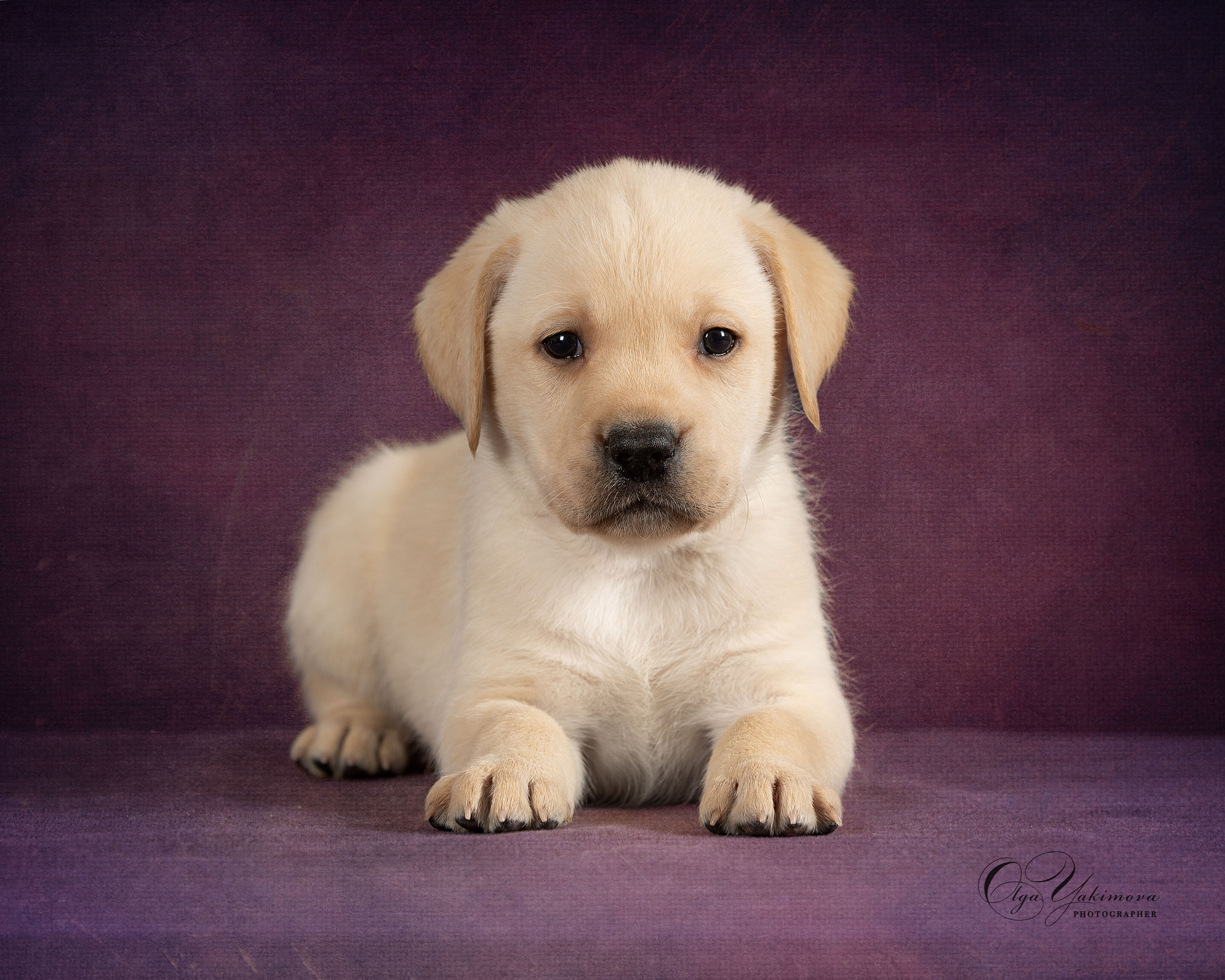 Щенки. Фотограф