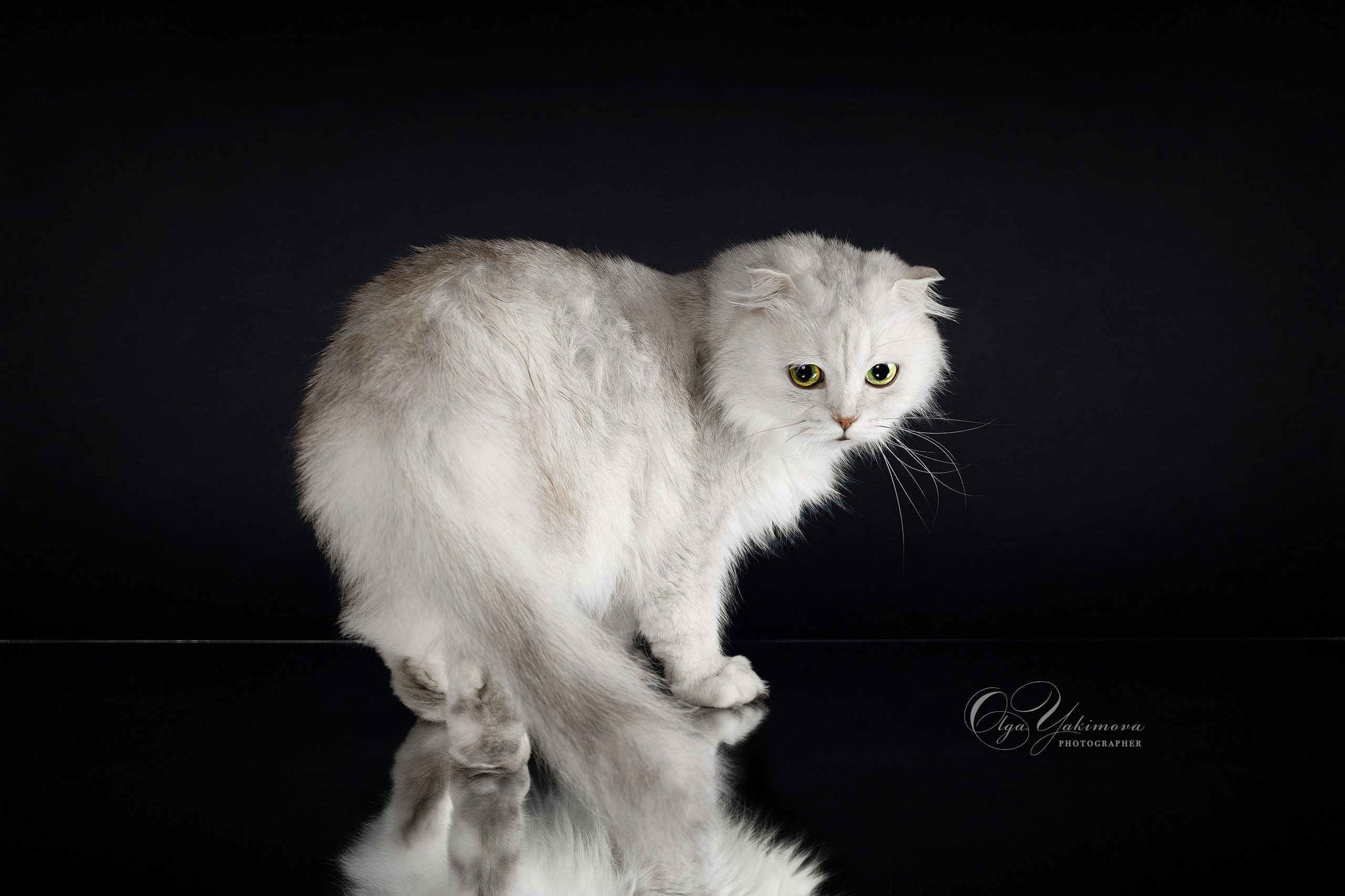 Кошки. Фотограф