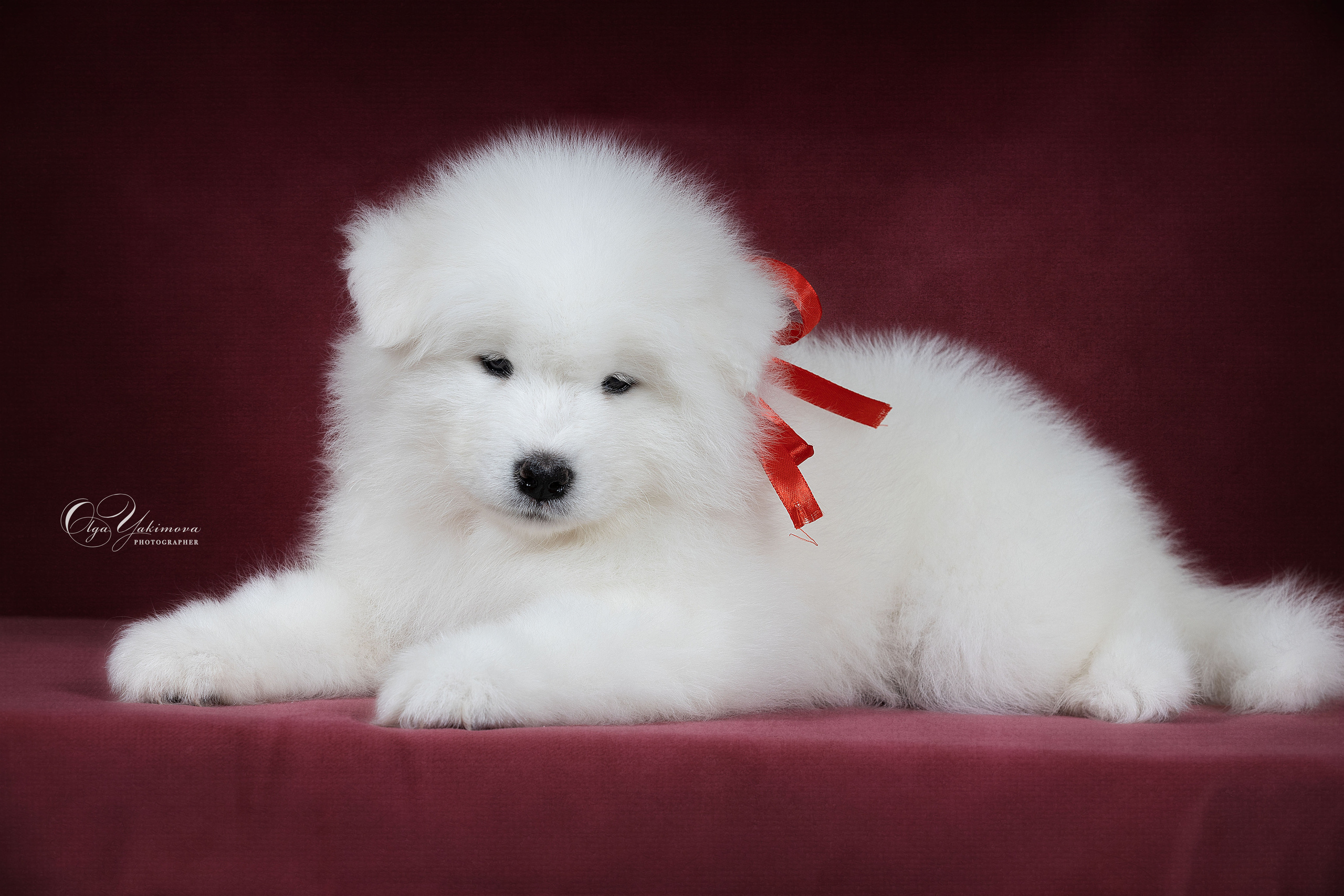 Щенки. Фотограф