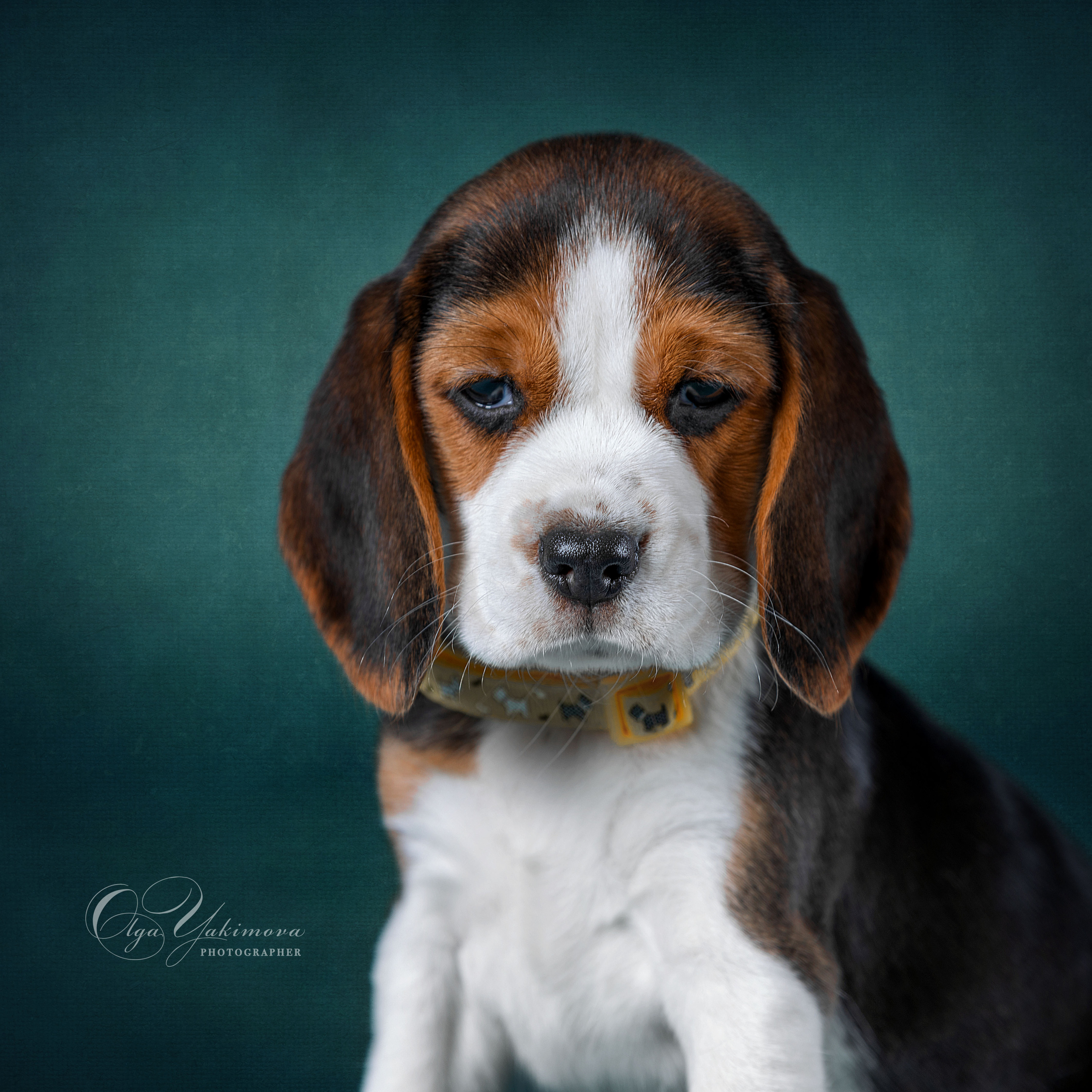 Щенки. Фотограф