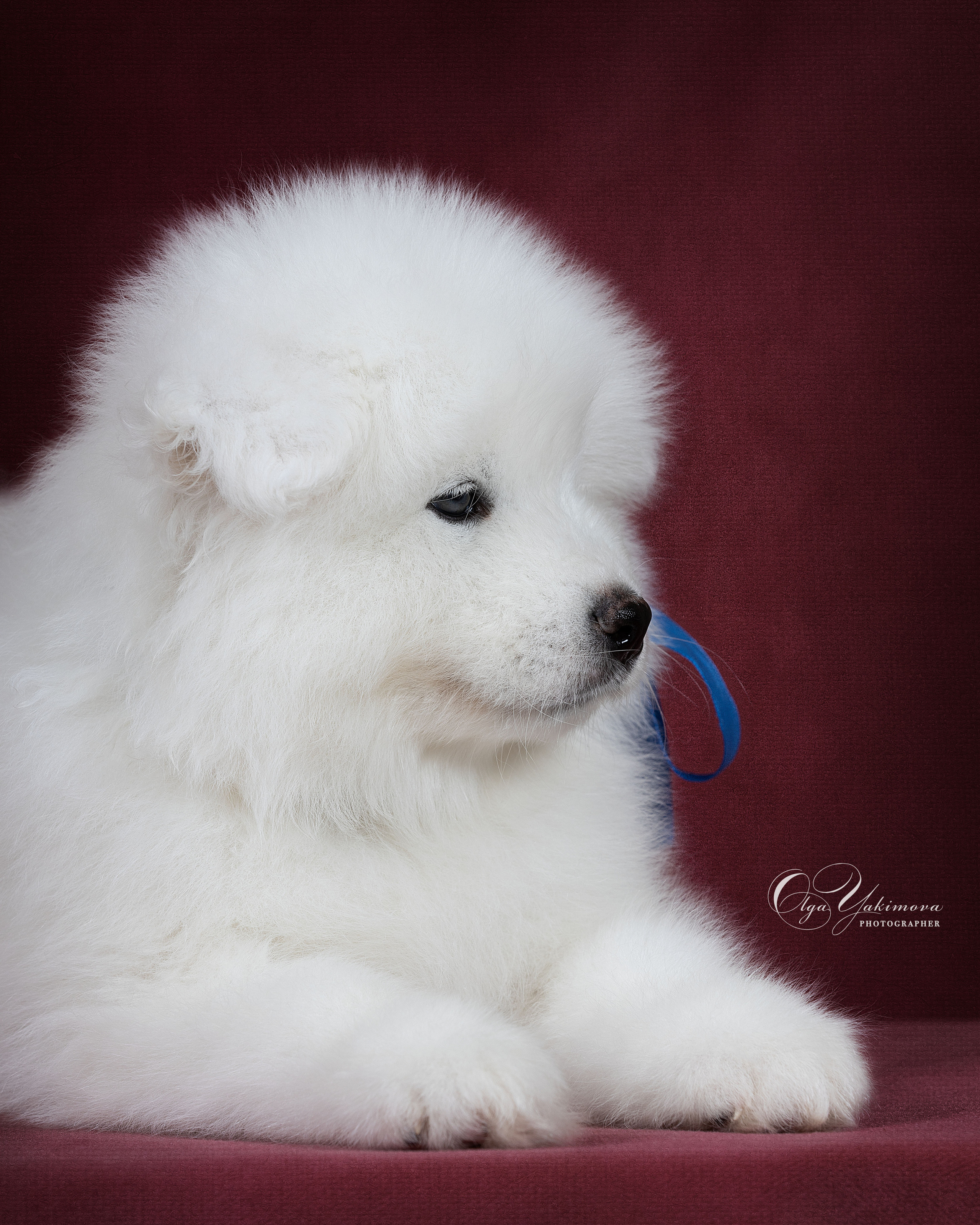 Щенки. Фотограф