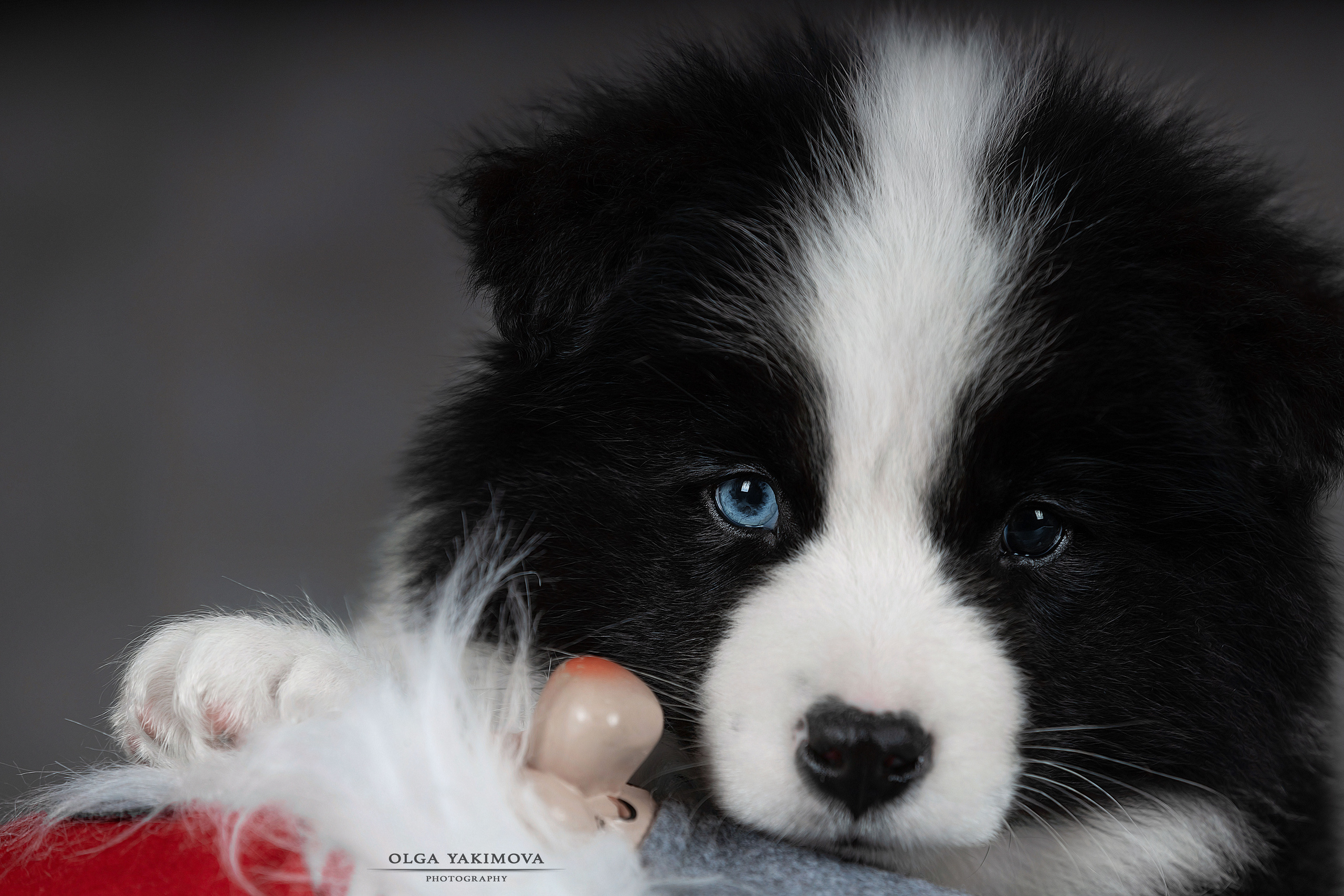 Щенки. Фотограф