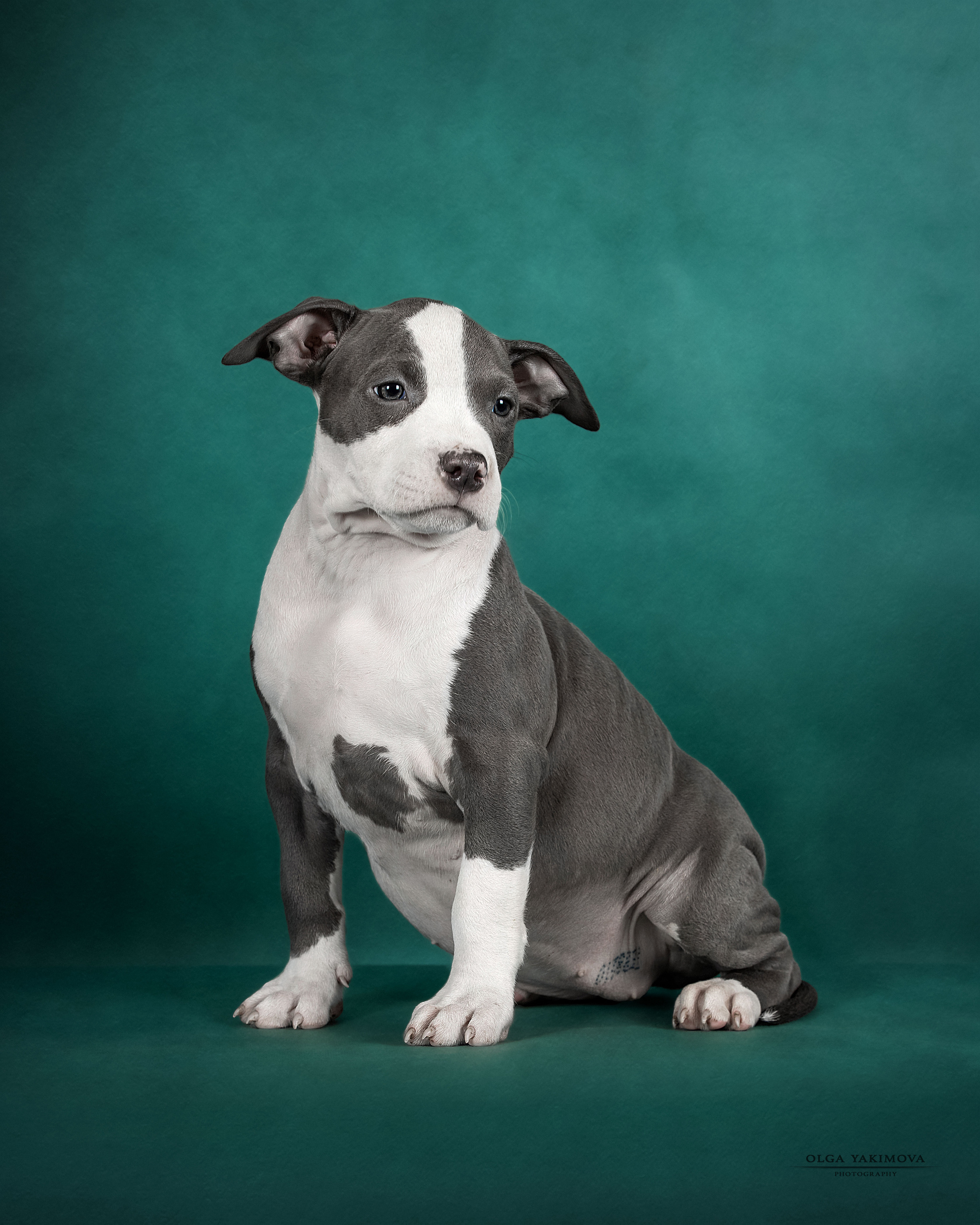 Щенки. Фотограф