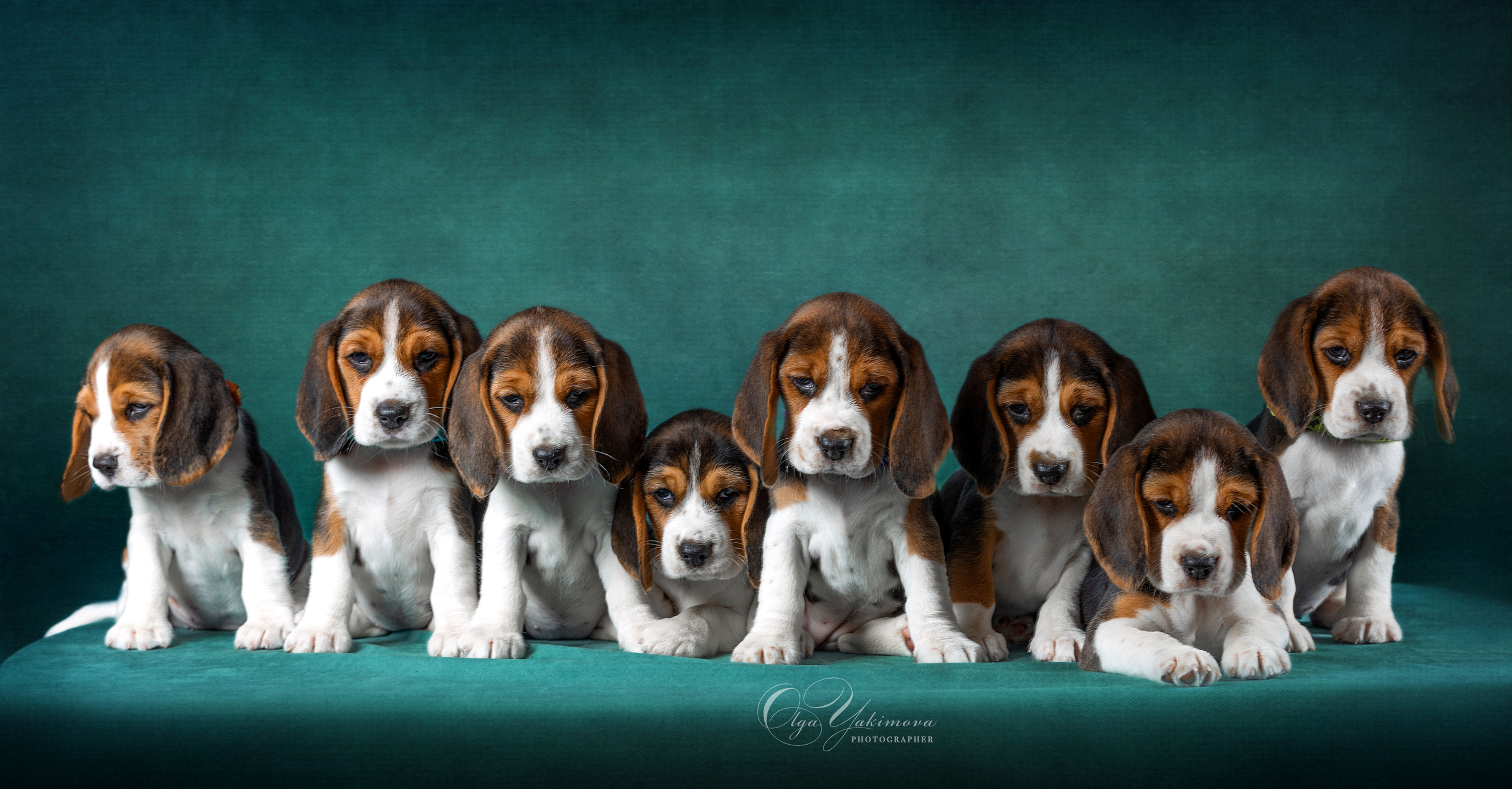 Щенки. Фотограф
