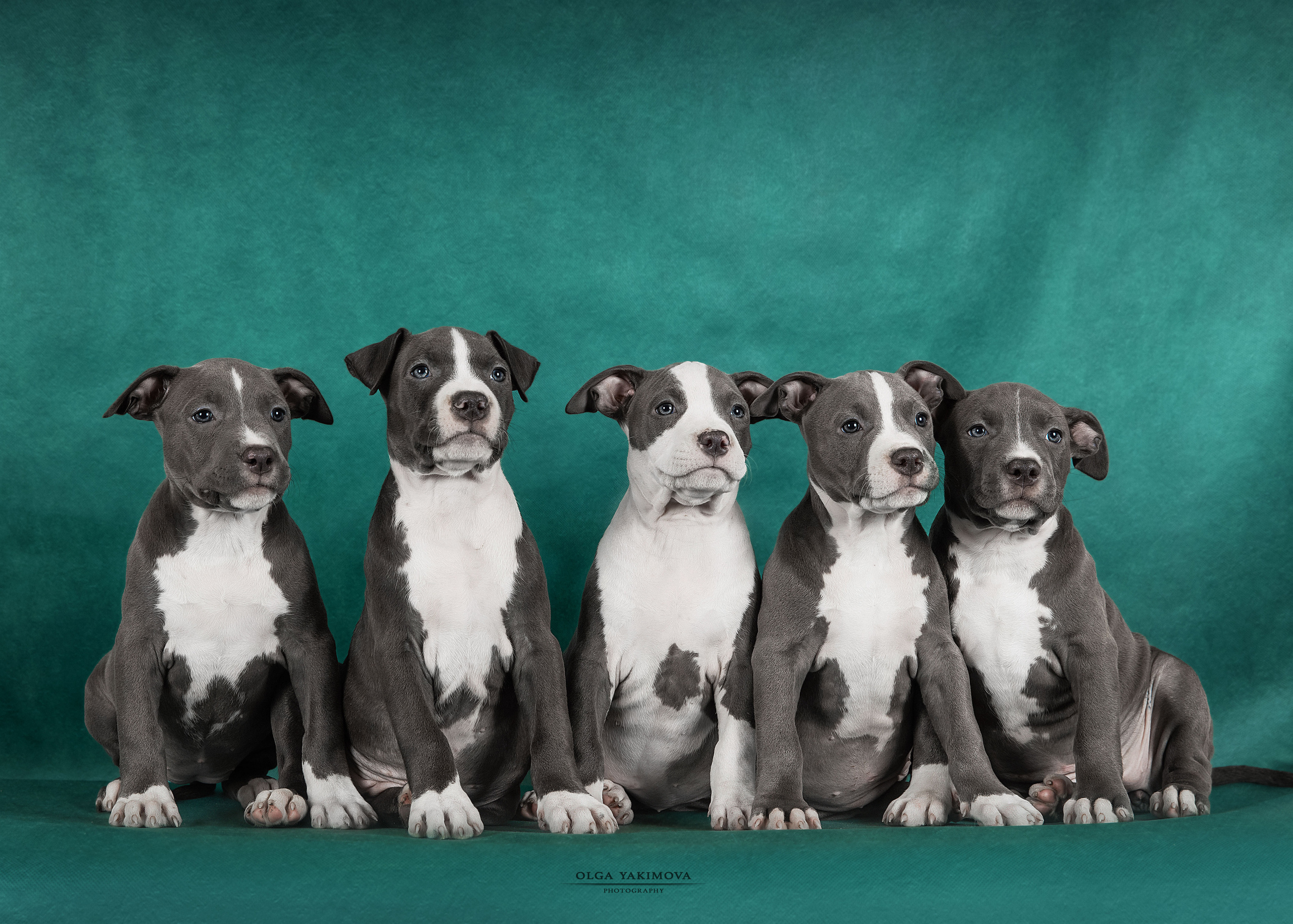 Щенки. Фотограф