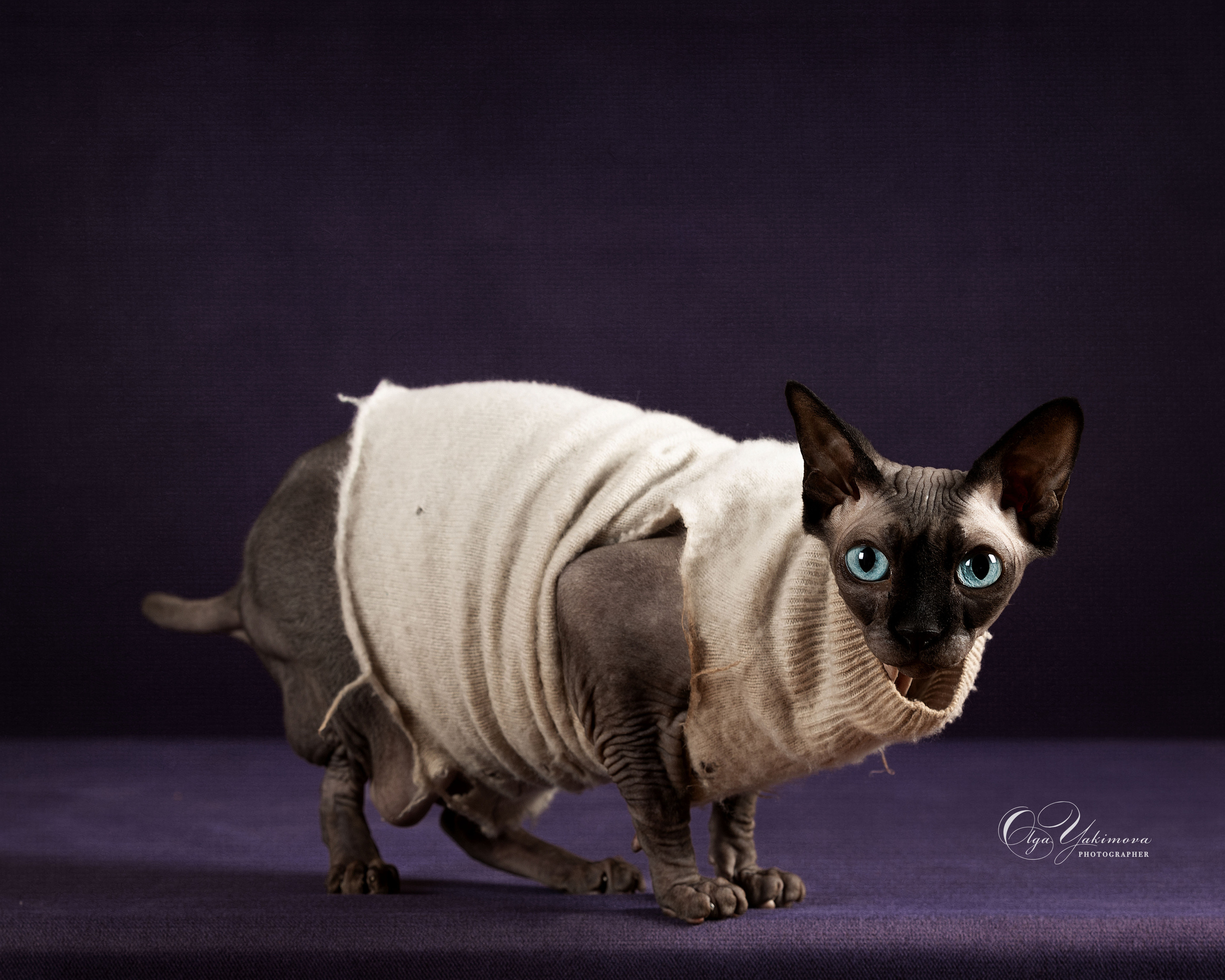 Кошки. Фотограф