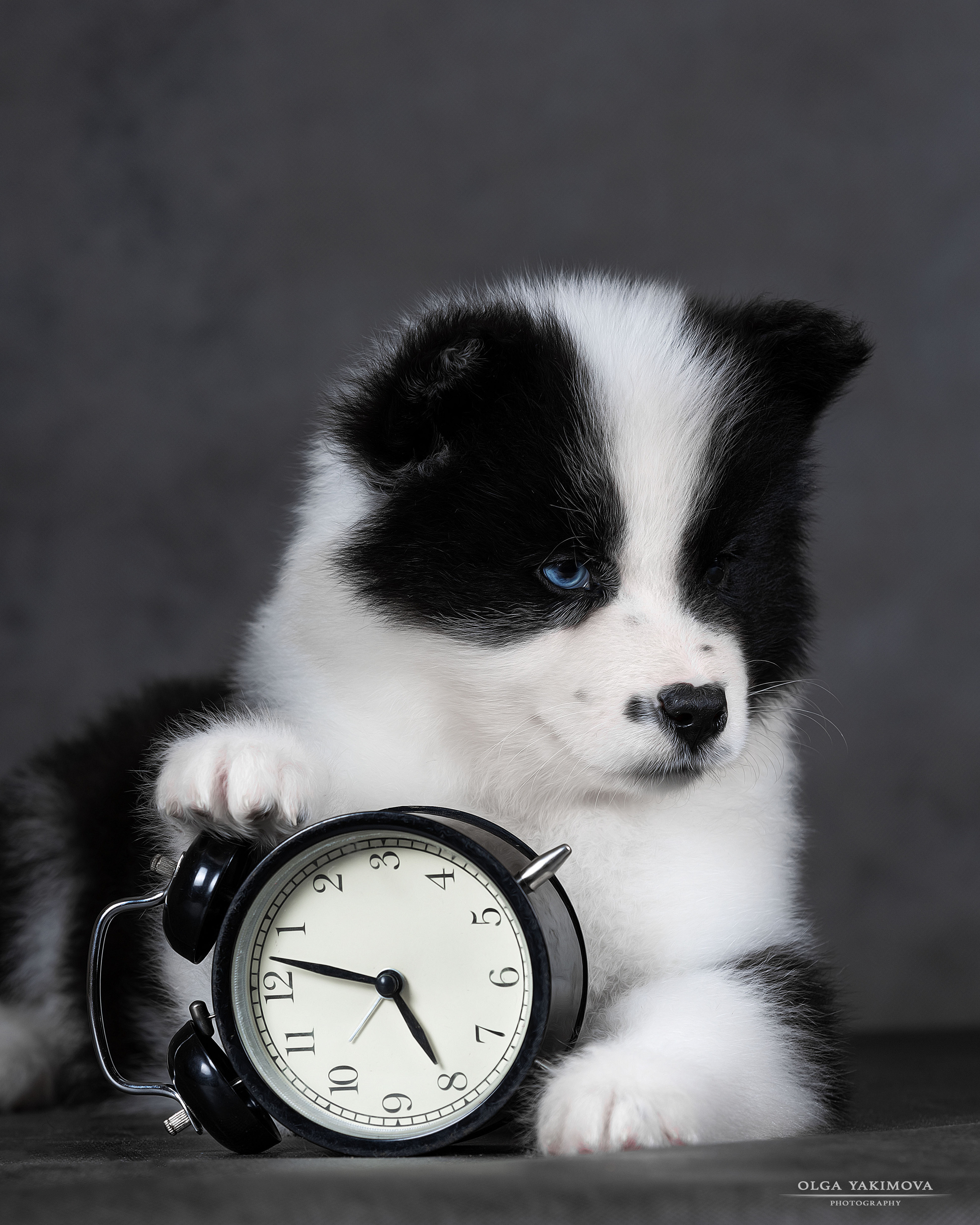 Щенки. Фотограф