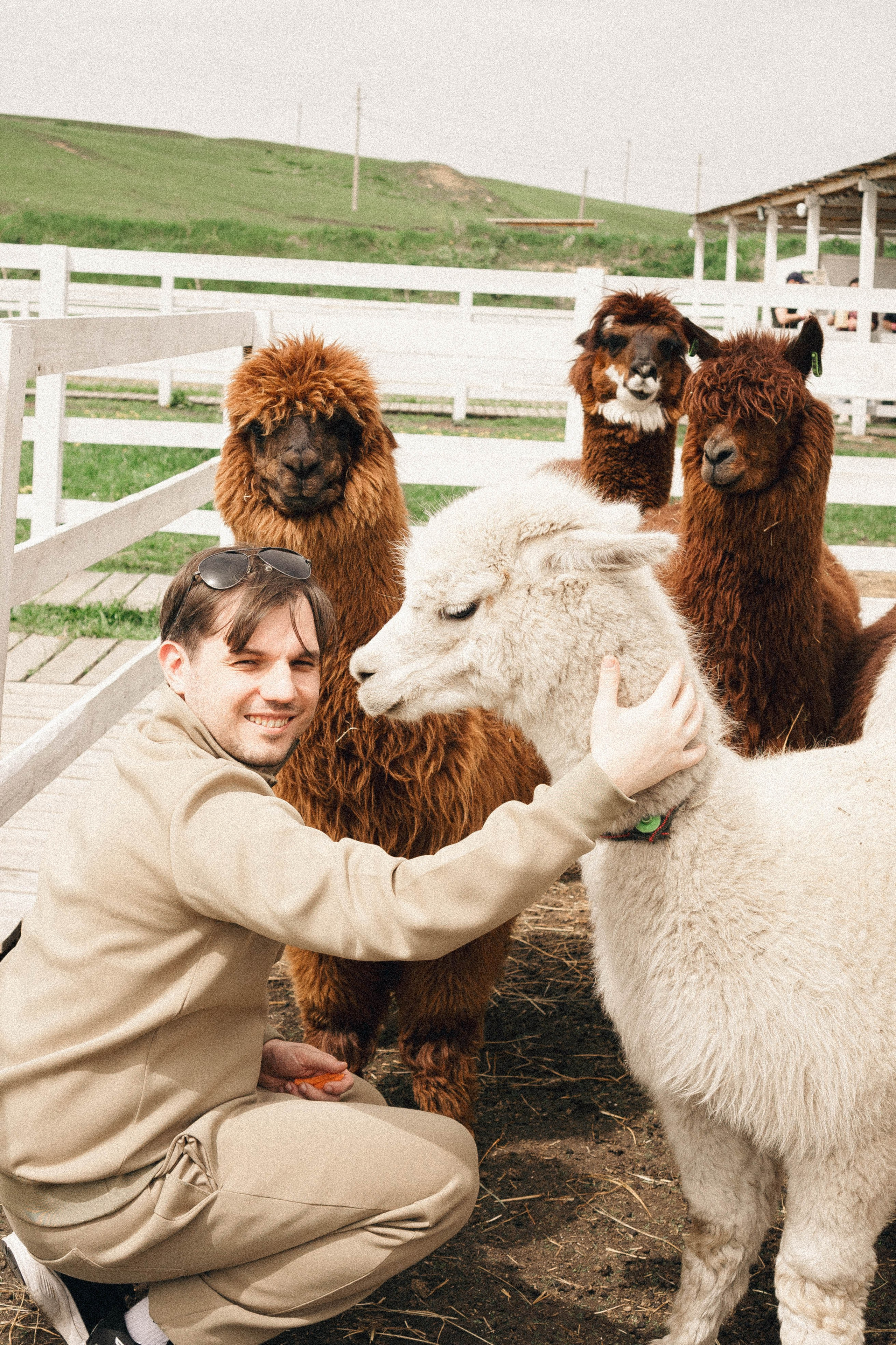 Ферма Альпак. Профессиональный фотограф, Санкт-Петербург — Виктория Богомолова