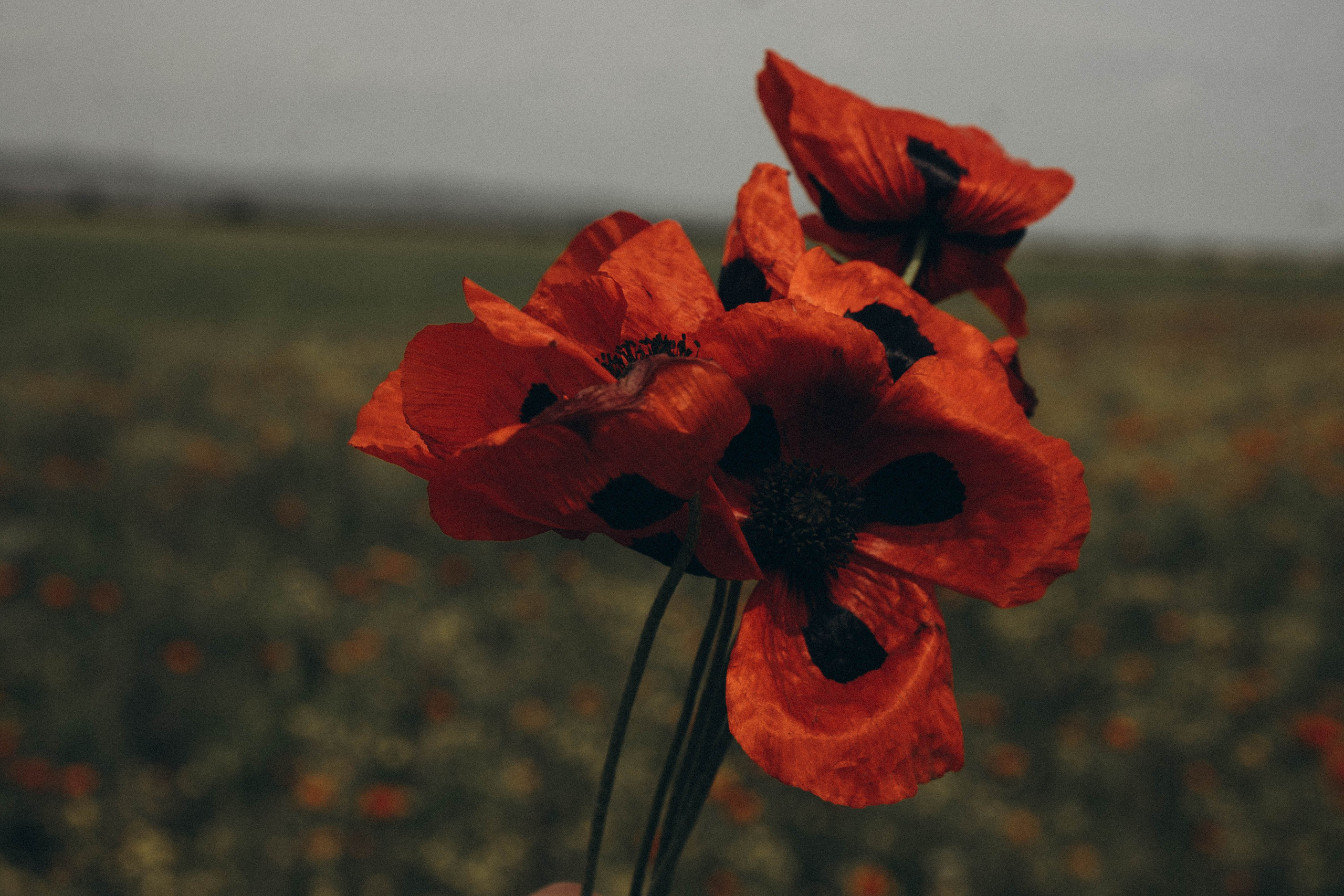 Путешествие в Дагестане. Профессиональный фотограф, Санкт-Петербург — Виктория Богомолова