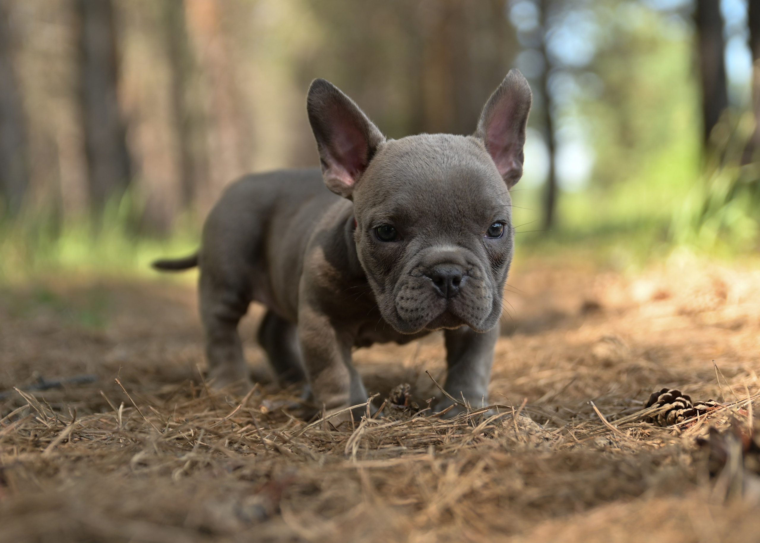 Свободные щенки Американский Булли в Иркутске. Питомник собак Иркутск