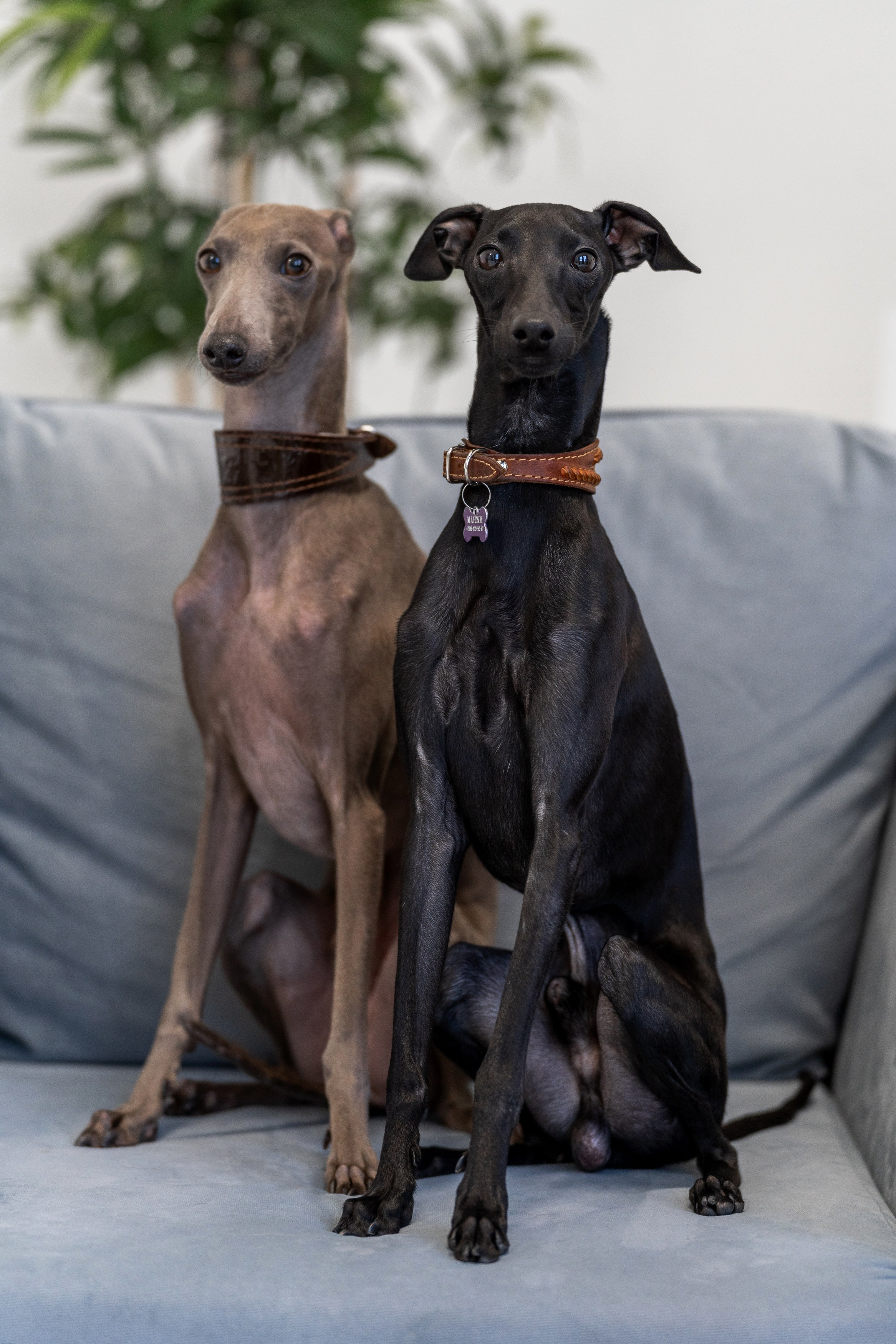 Анимализм. Портретный фотограф Олеся Владимирова в Москве
