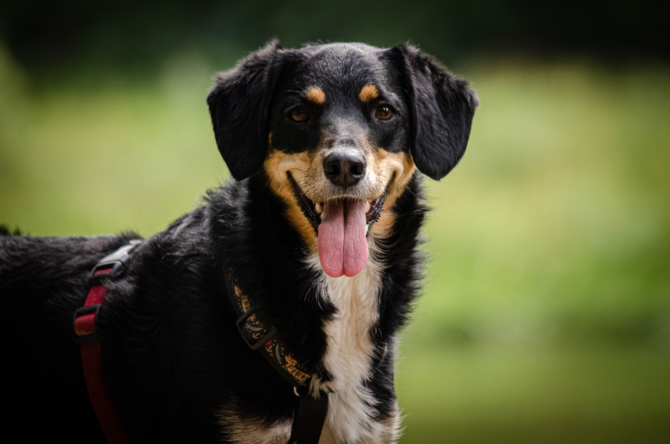 Том и Тося. Фотограф Светлана Блинова, Москва и Московская область